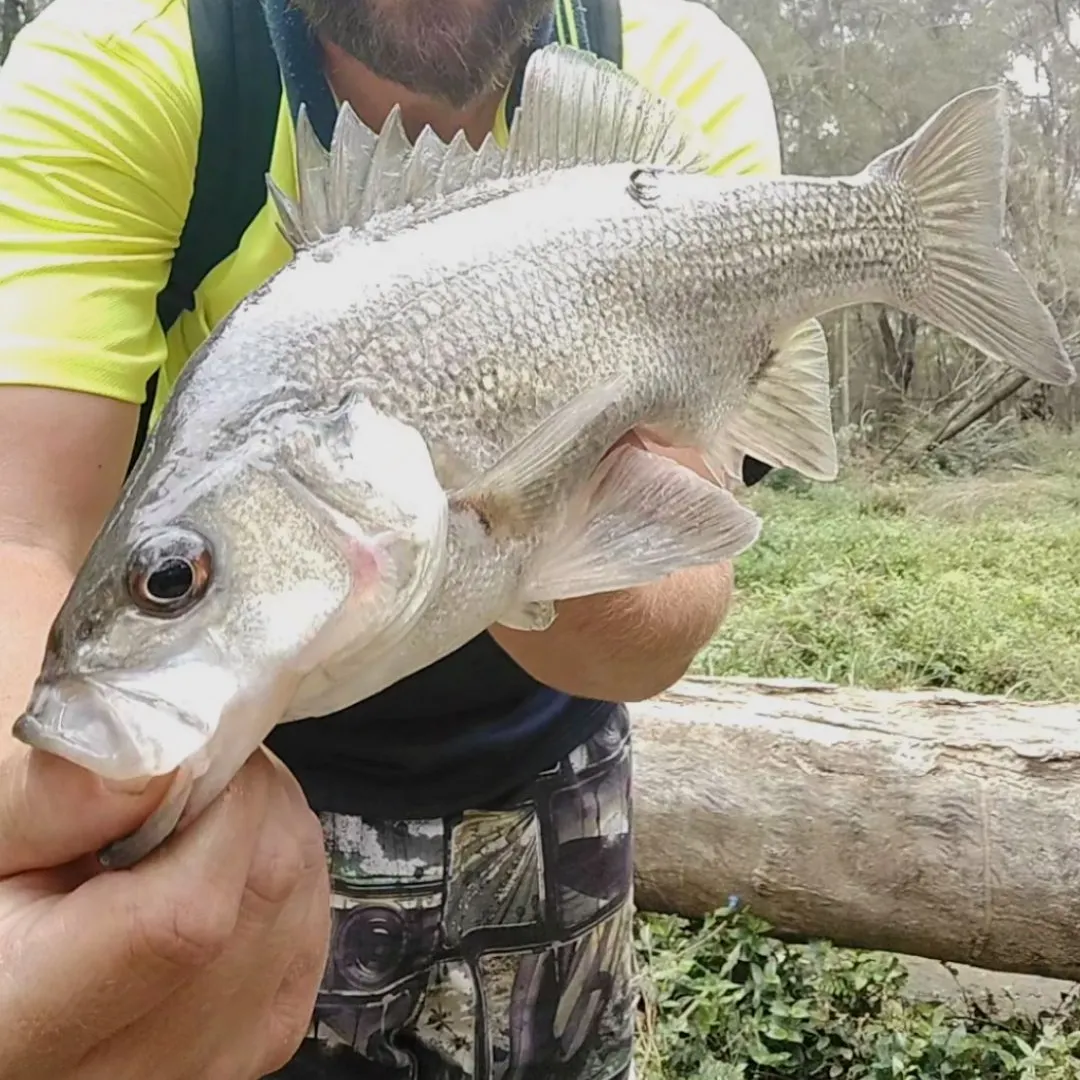 The most recent Australian bass catches on Fishbrain