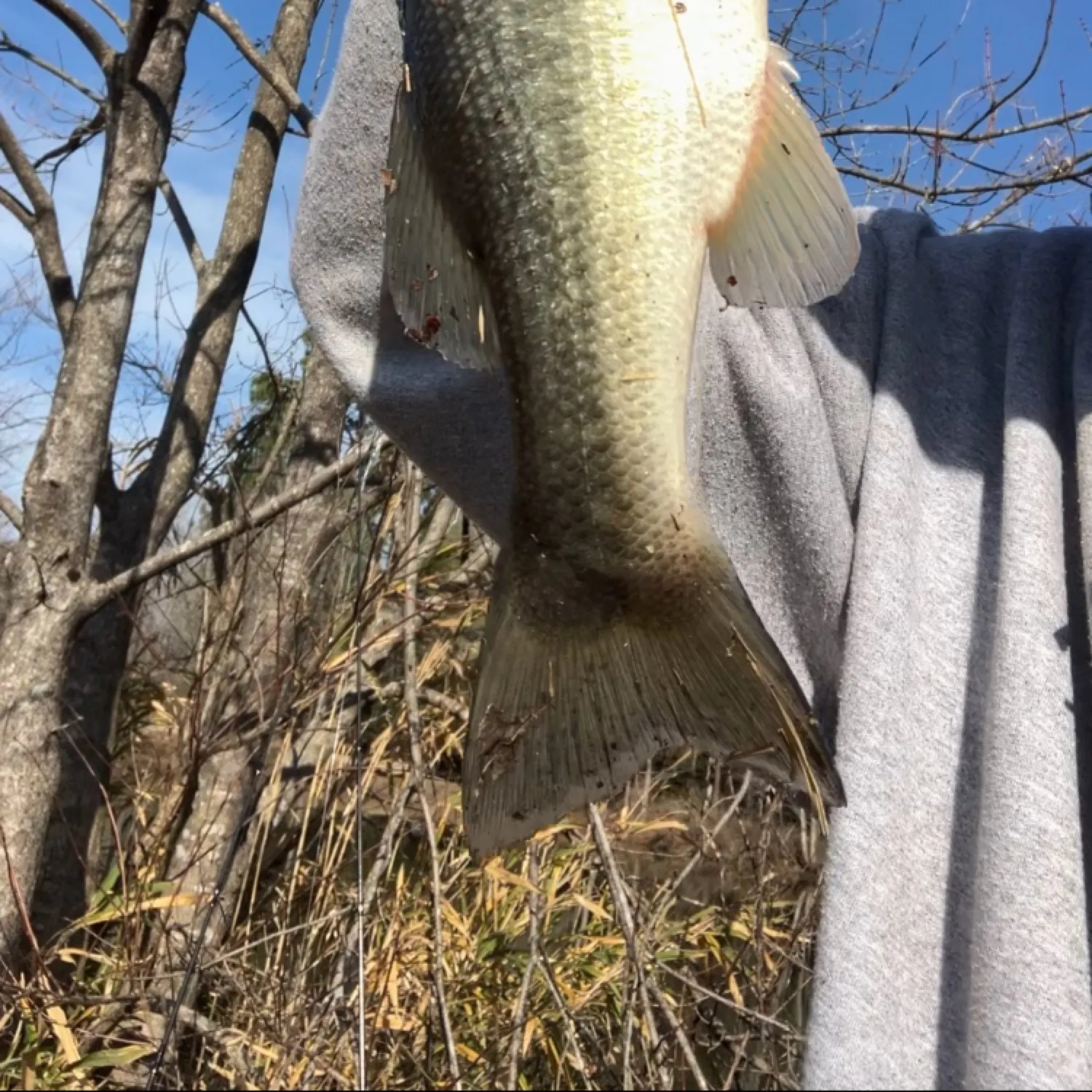 The most recent Largemouth bass catches on Fishbrain