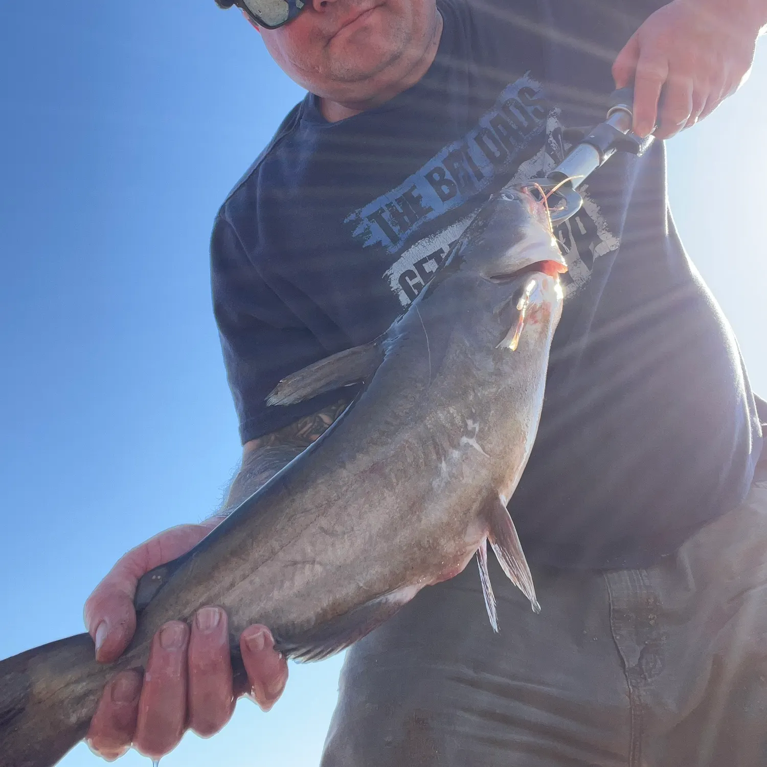The most recent Blue catfish catches on Fishbrain