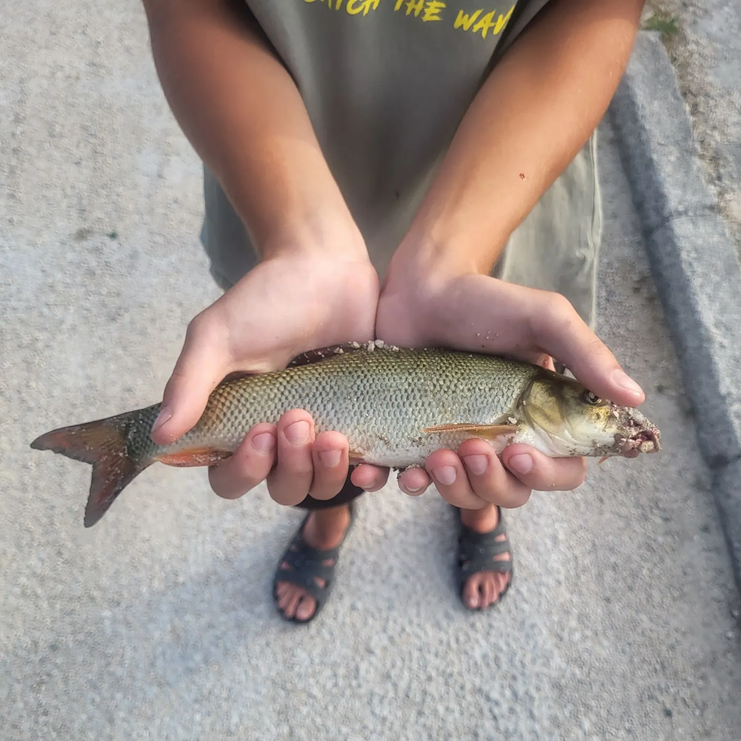 Common barbel caught on Fishbrain