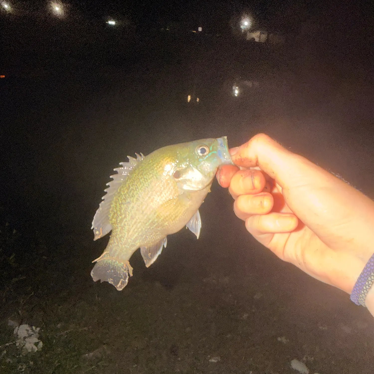 Green sunfish caught on Fishbrain