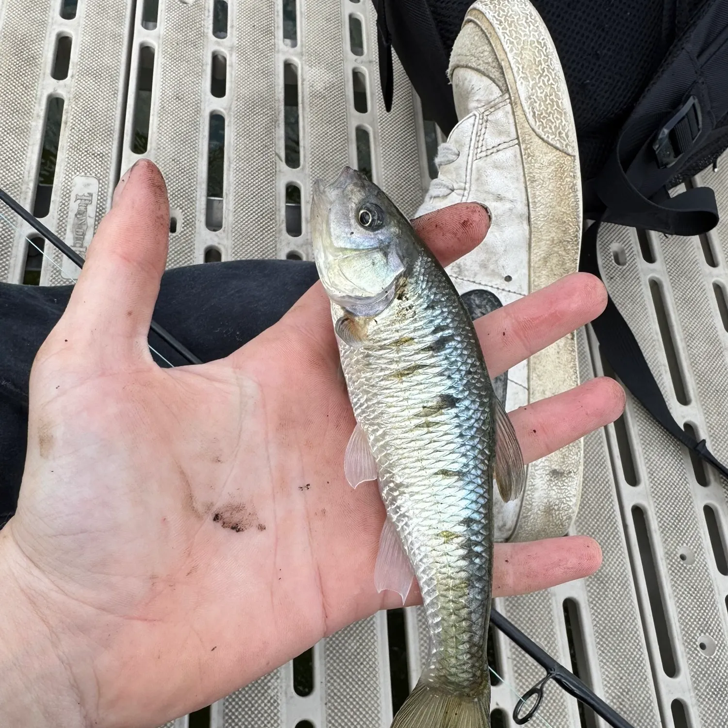 The most recent Common shiner catches on Fishbrain