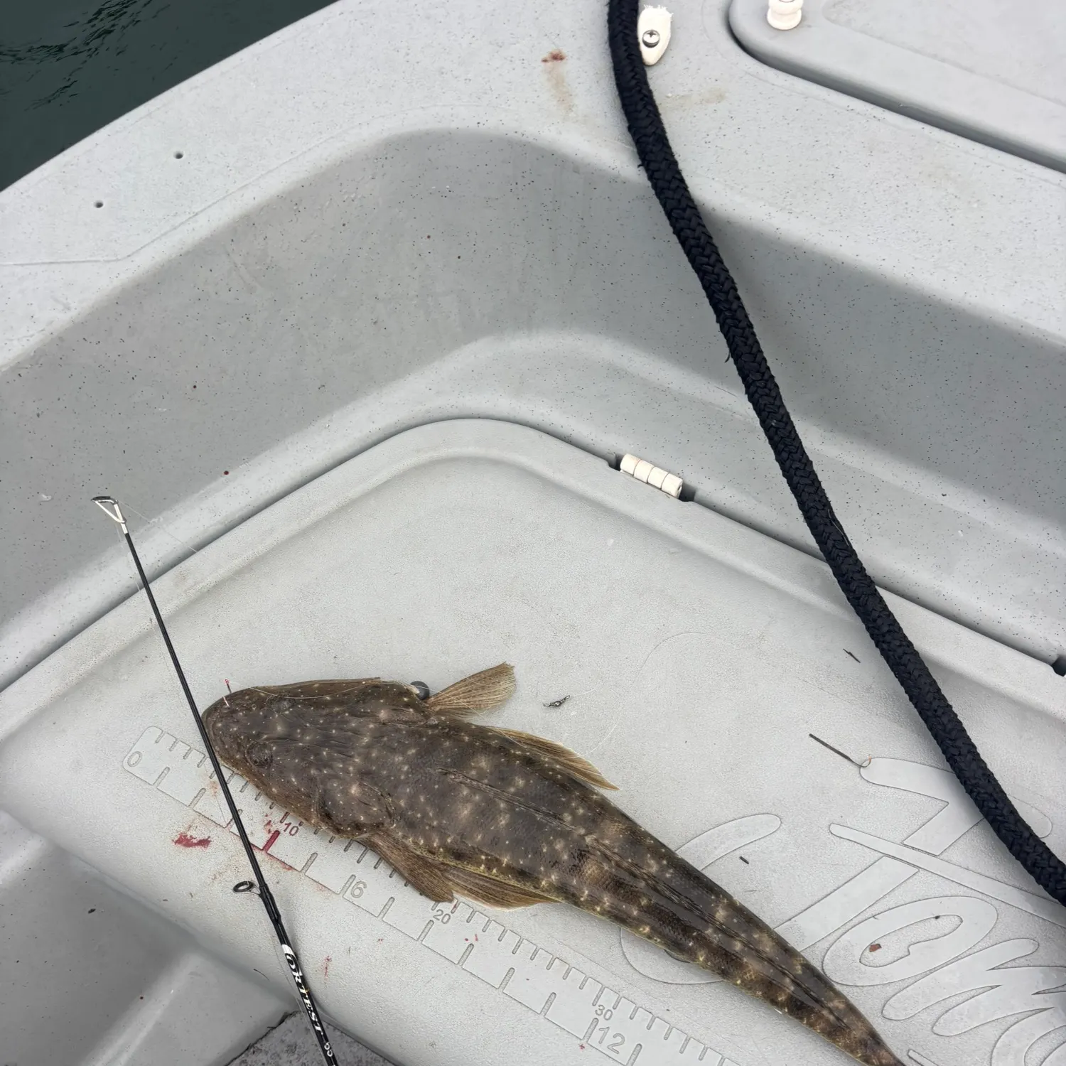 The most recent Dusky flathead catches on Fishbrain