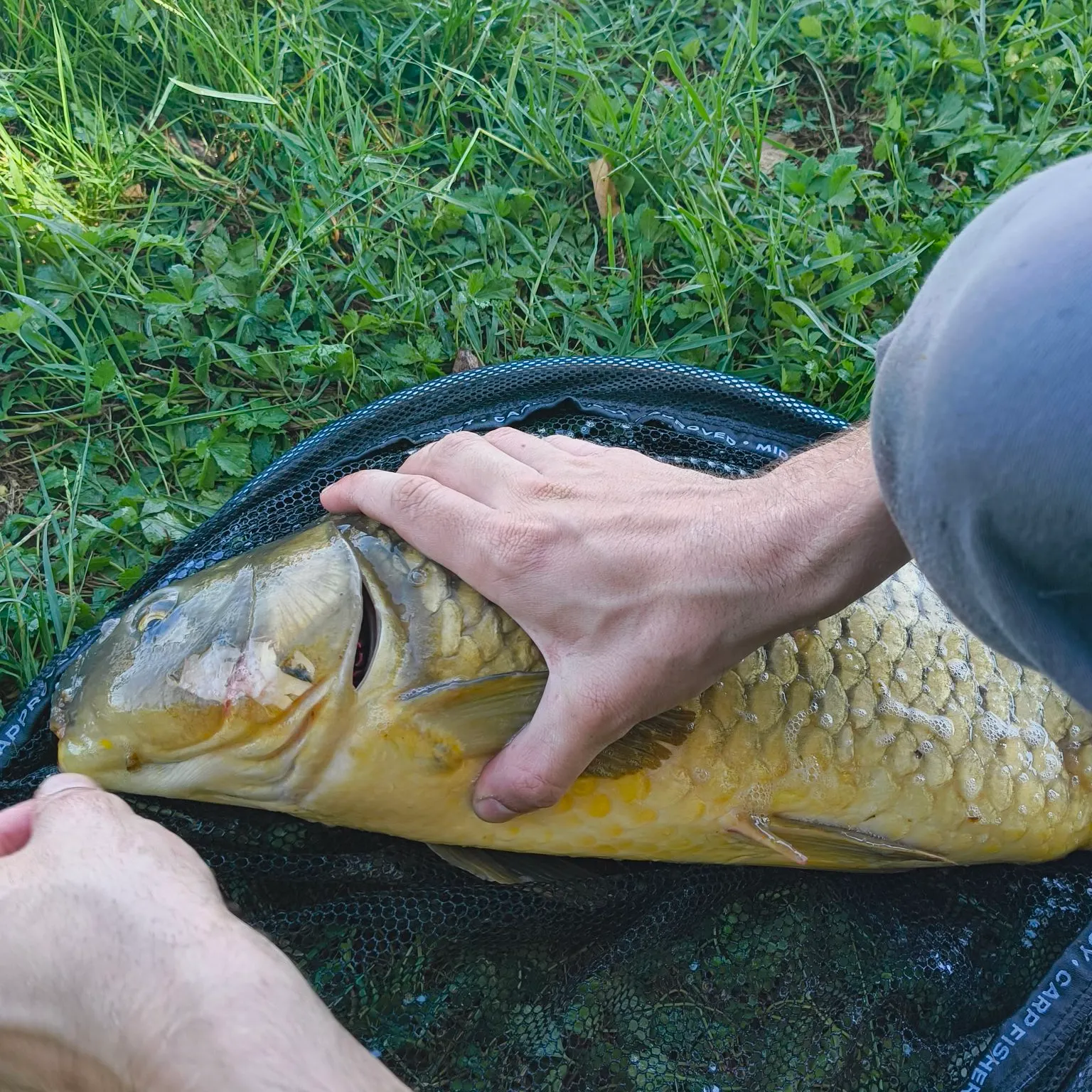 Fish caught on Fishbrain