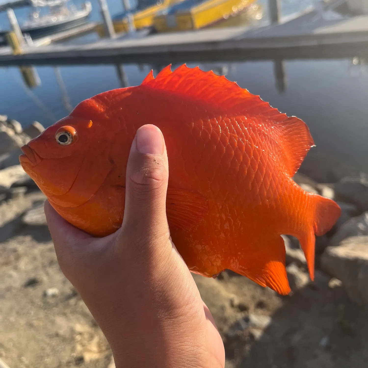 The most recent Garibaldi damselfish catches on Fishbrain