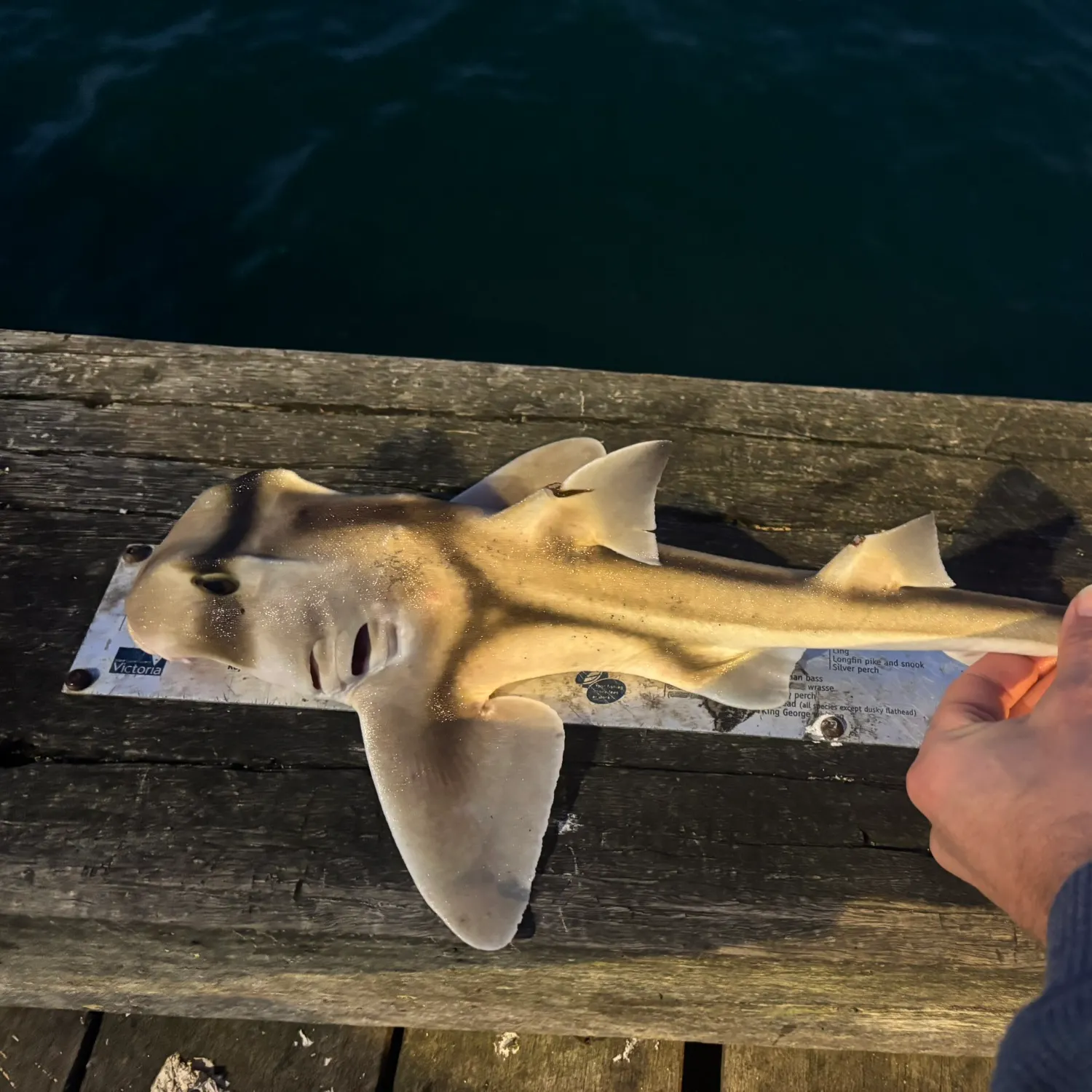 The most recent Port Jackson shark catches on Fishbrain
