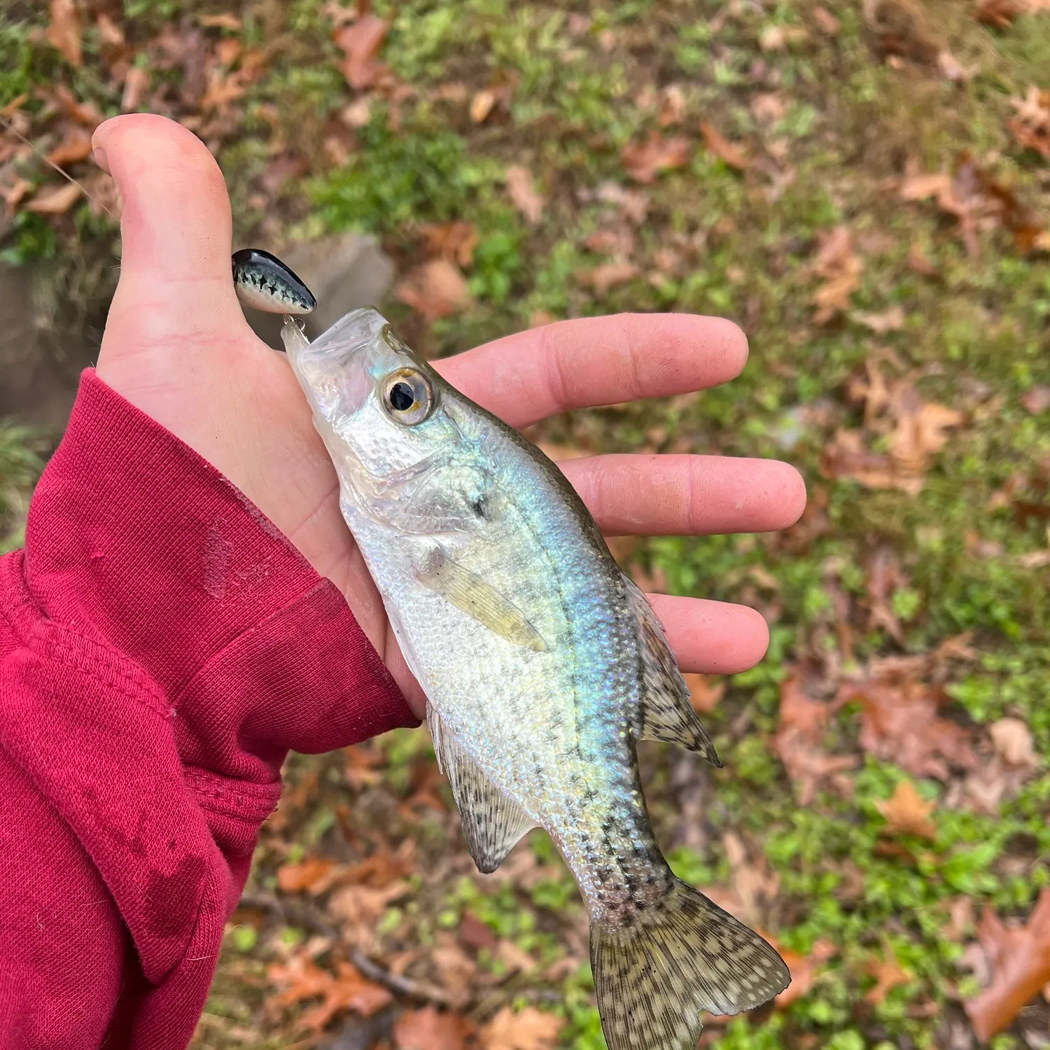 White crappie caught on Fishbrain