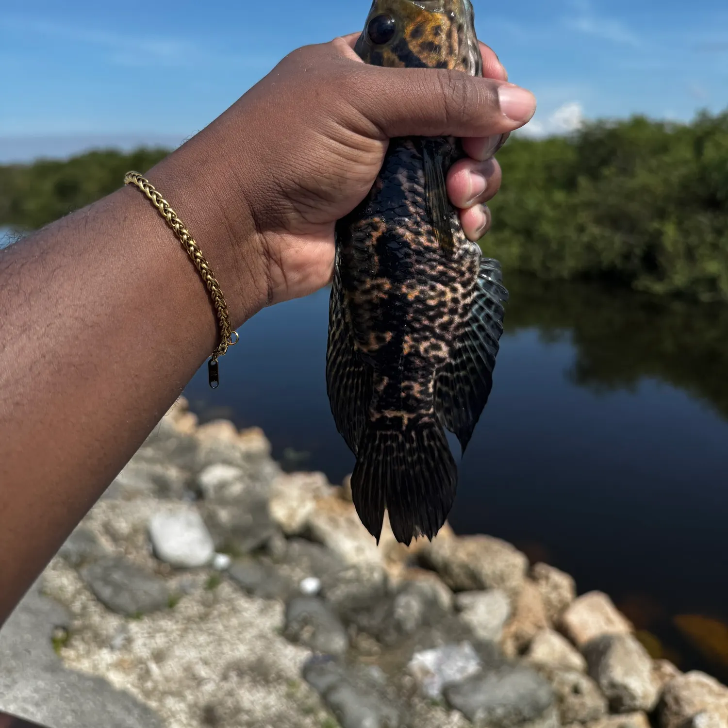 The most recent Jaguar cichlid catches on Fishbrain