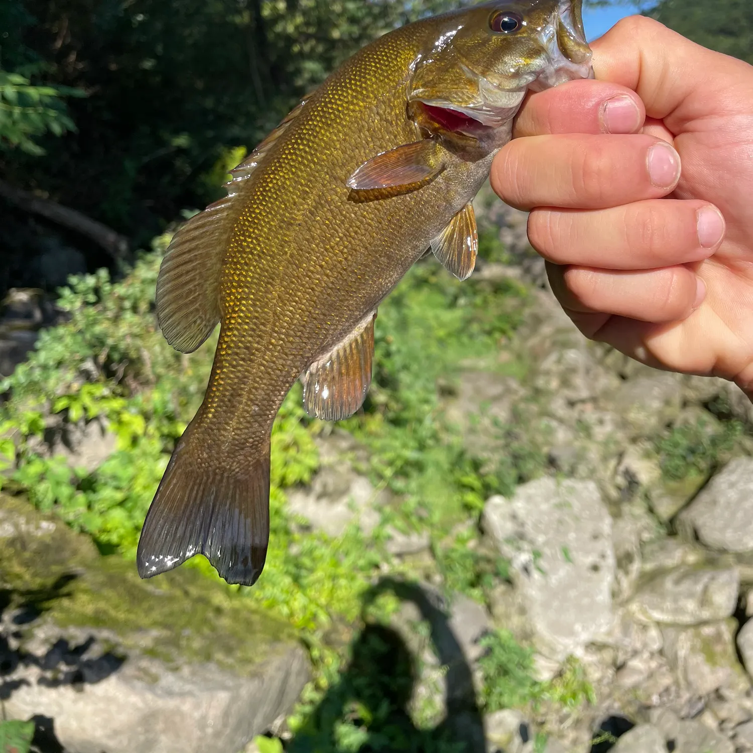 Smallmouth bass caught on Fishbrain