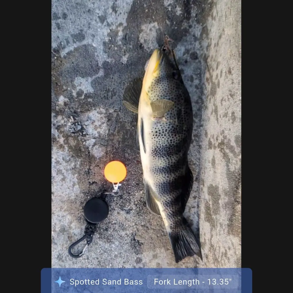 The most recent Spotted sand bass catches on Fishbrain
