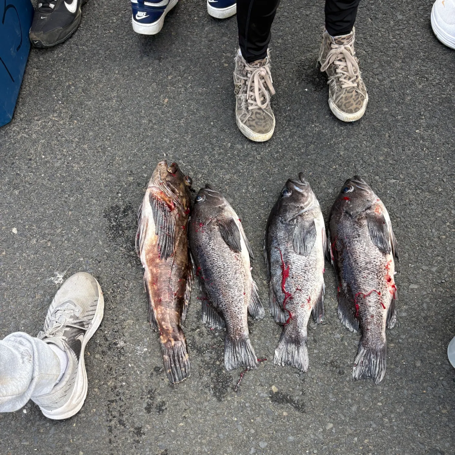 recently logged catches