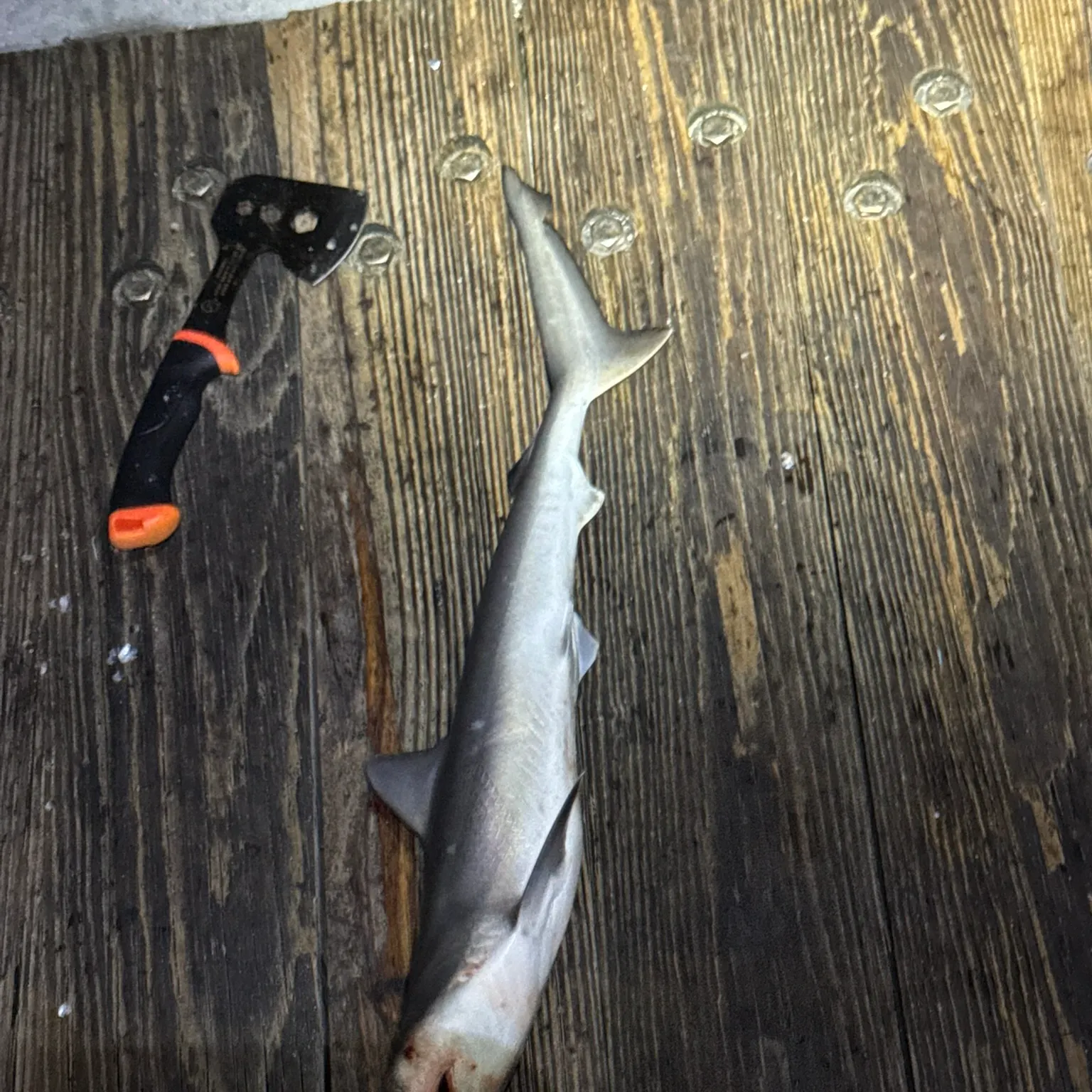 The most recent Oceanic whitetip shark catches on Fishbrain