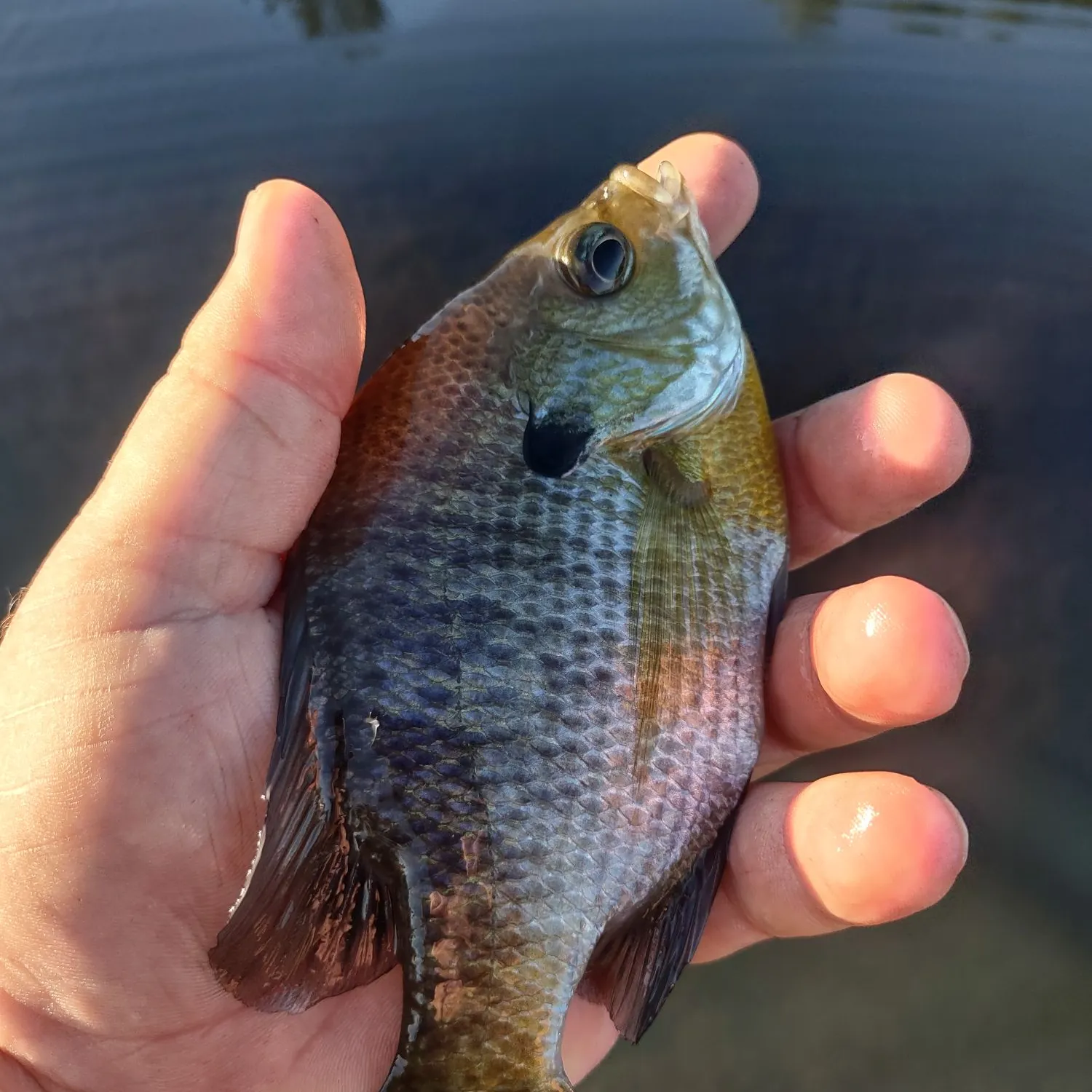 Bluegill caught on Fishbrain
