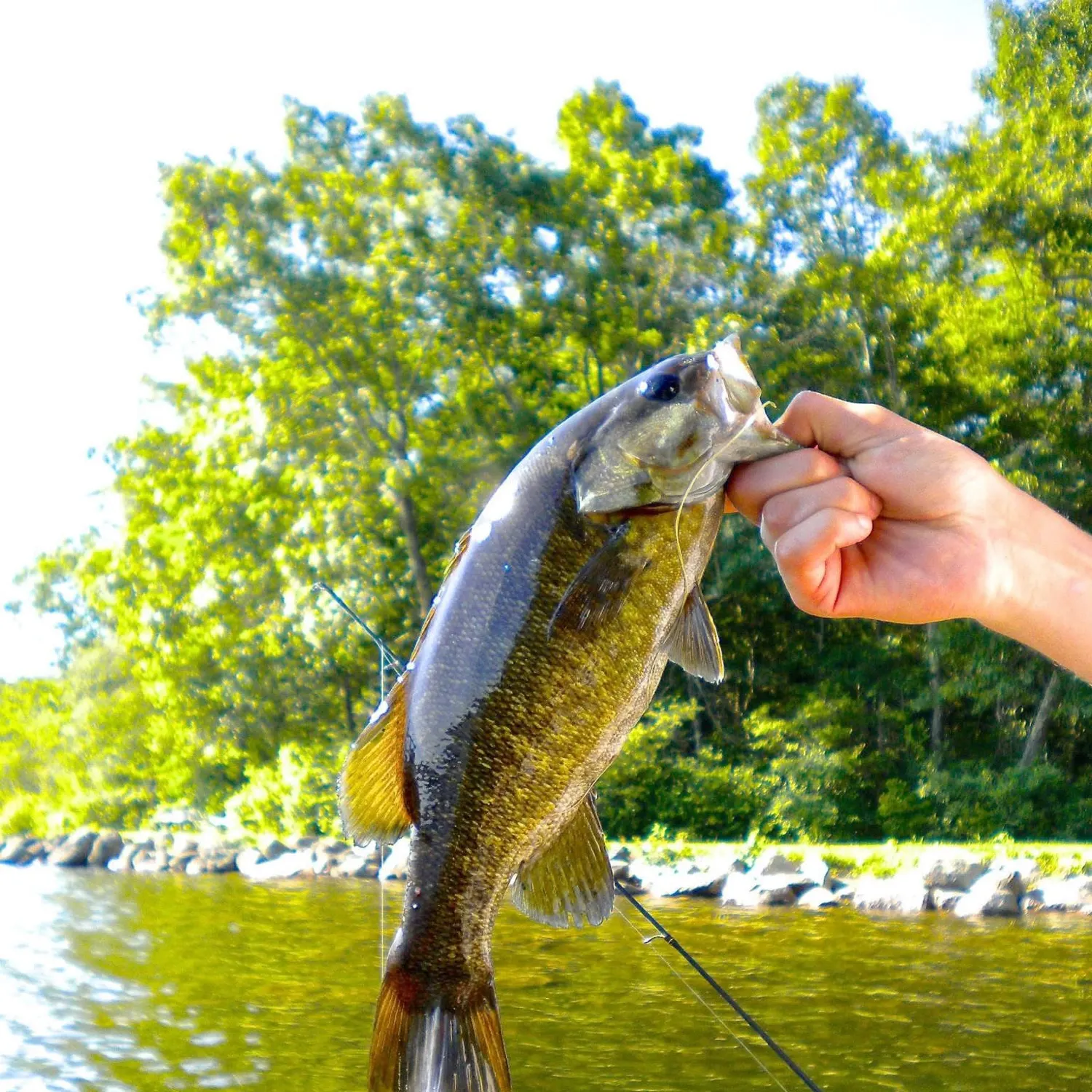 The most recent Smallmouth bass catches on Fishbrain