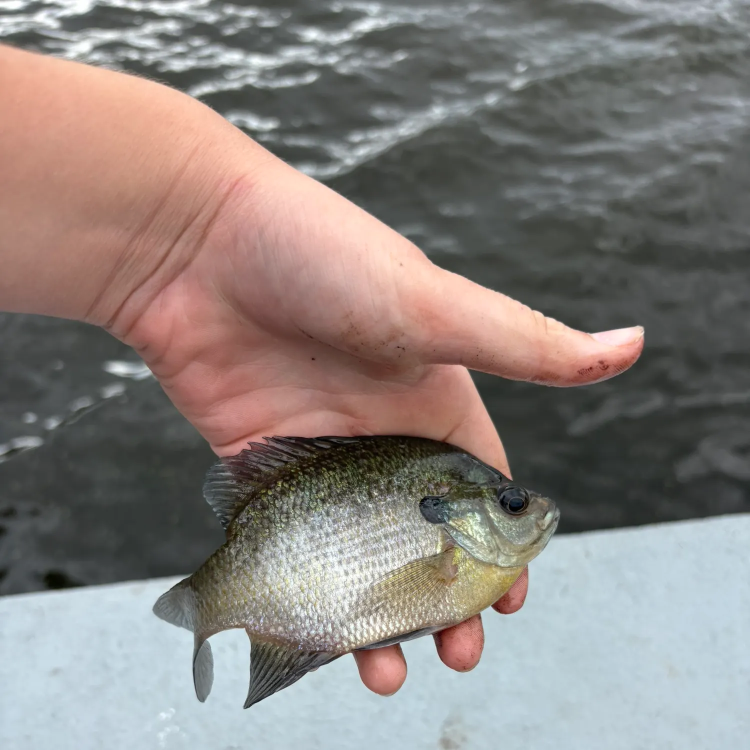 Bluegill caught on Fishbrain