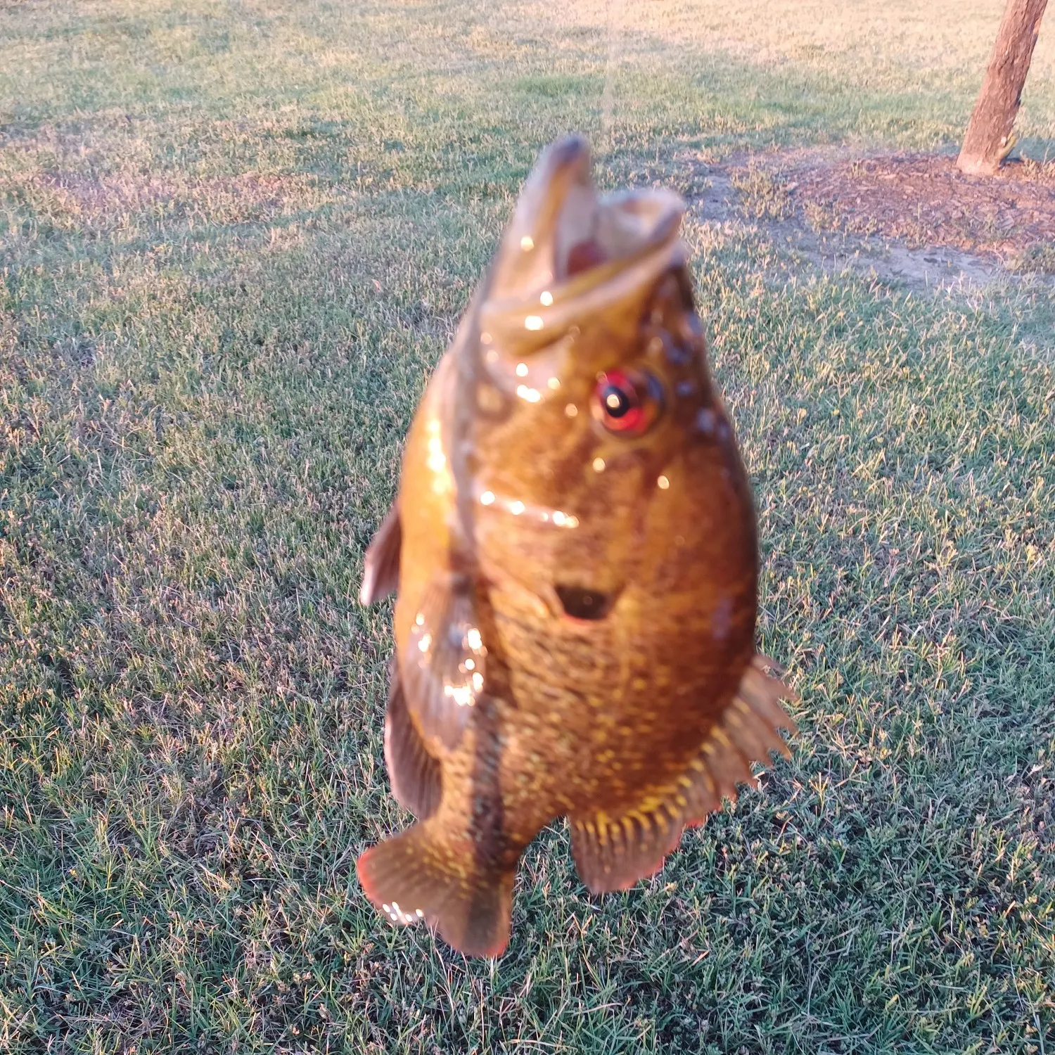 angler catch