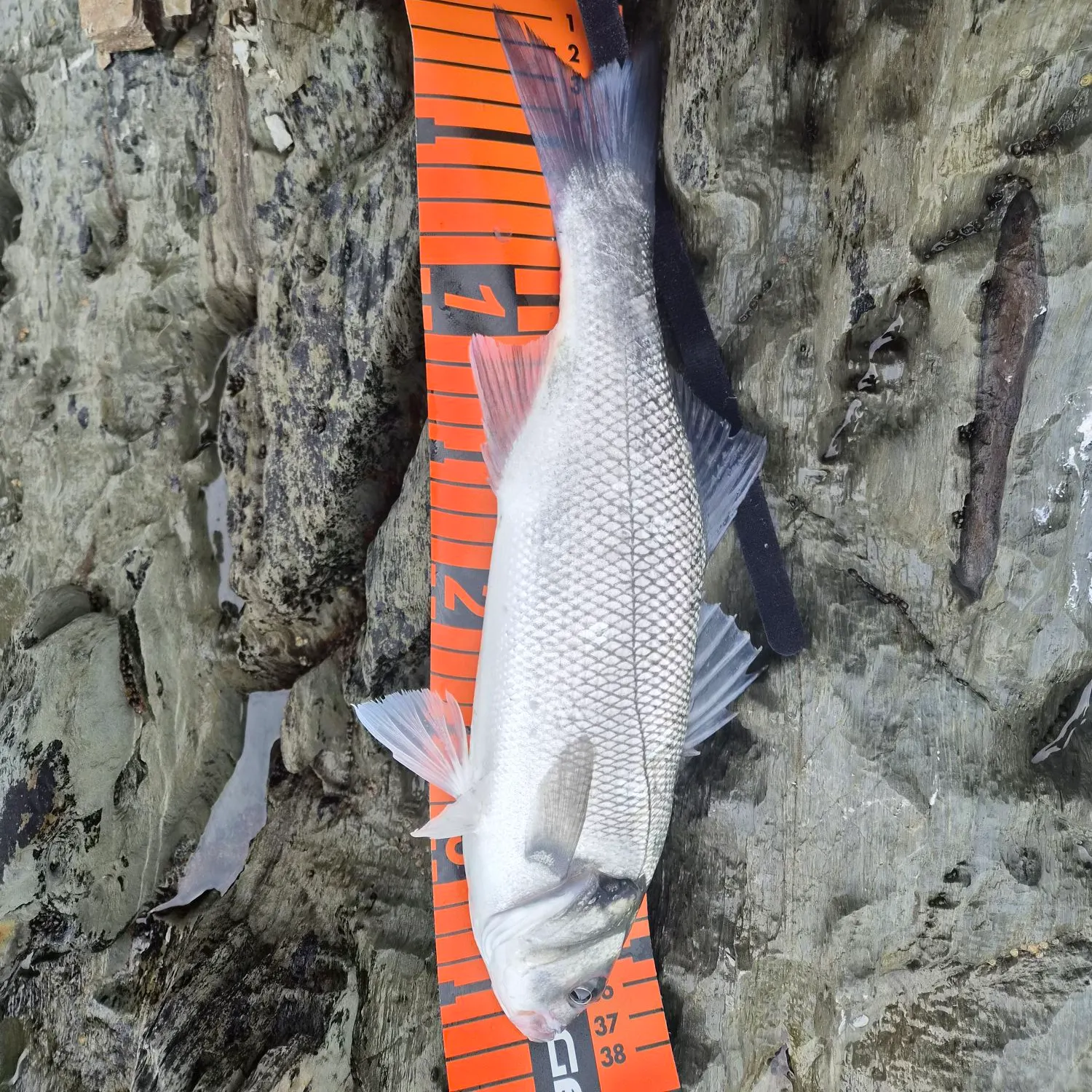 The most recent European seabass catches on Fishbrain