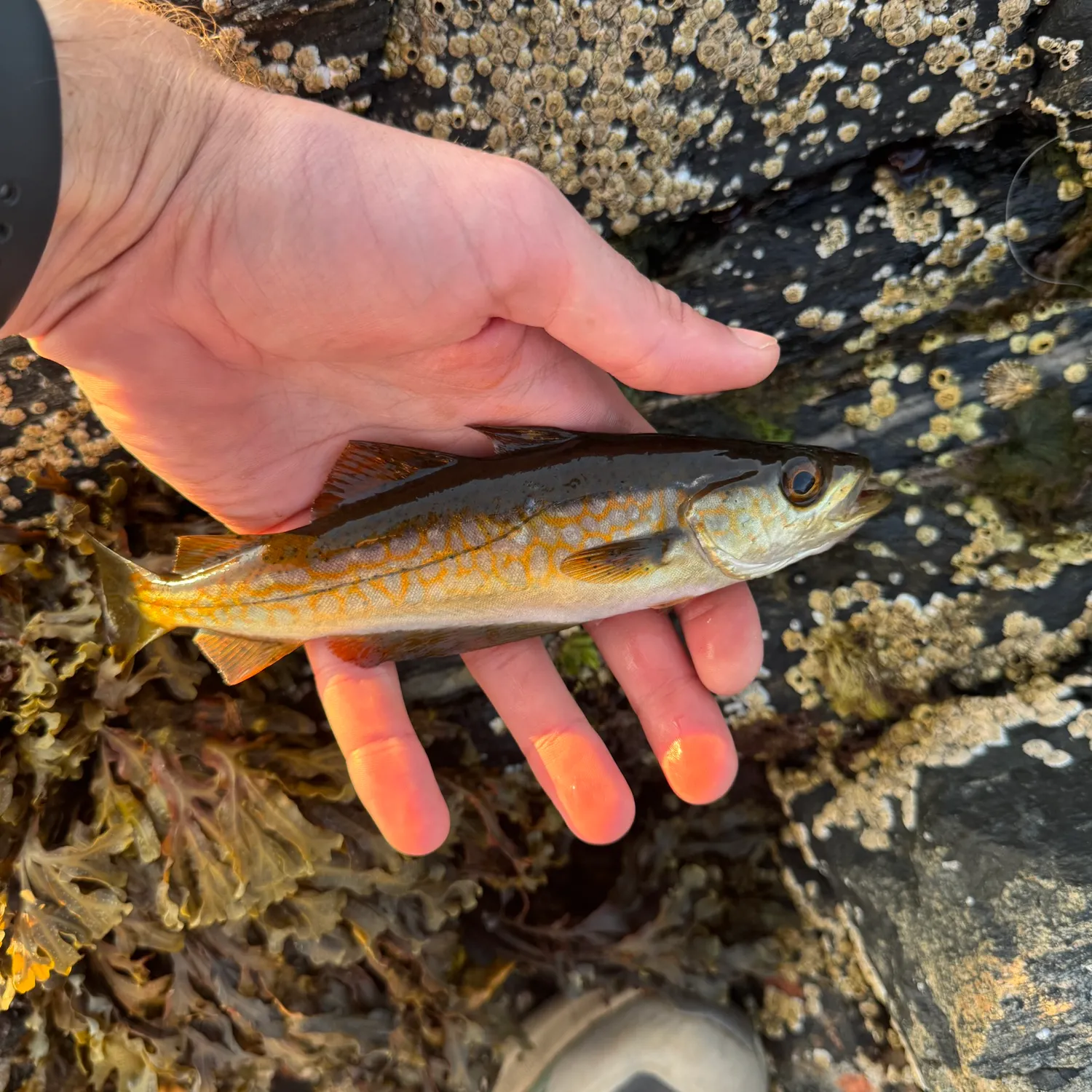 Pollack caught on Fishbrain