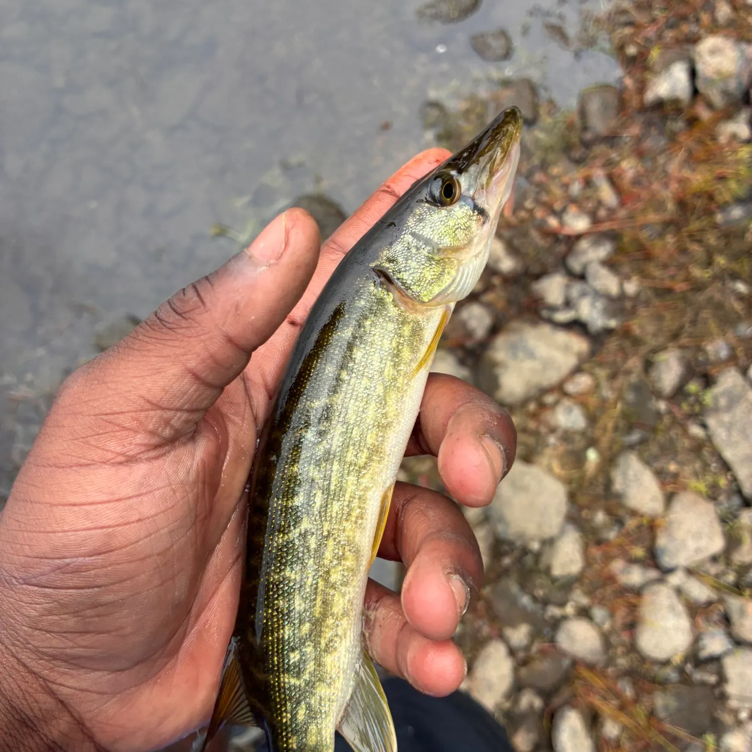 The most recent Northern pike x Chain pickerel catches on Fishbrain