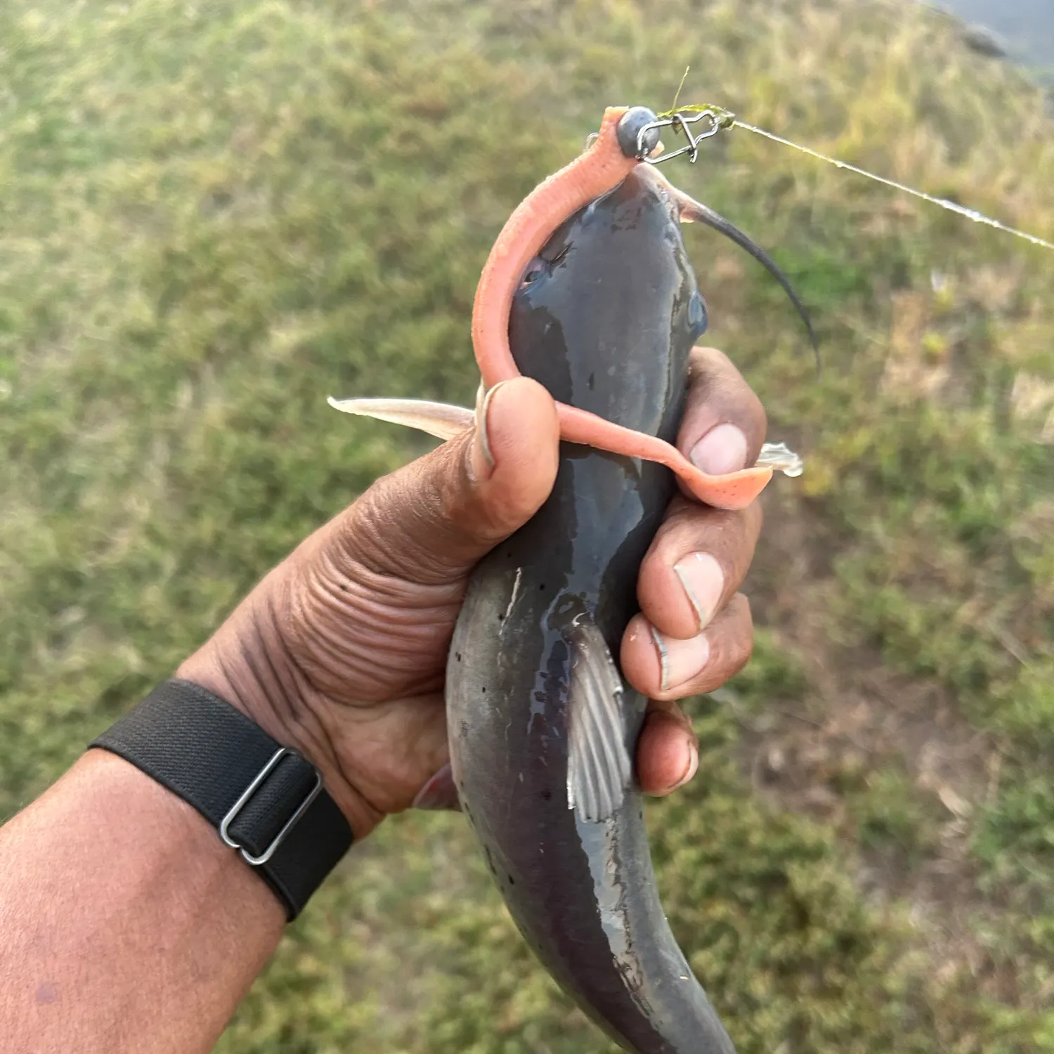 Channel catfish caught on Fishbrain