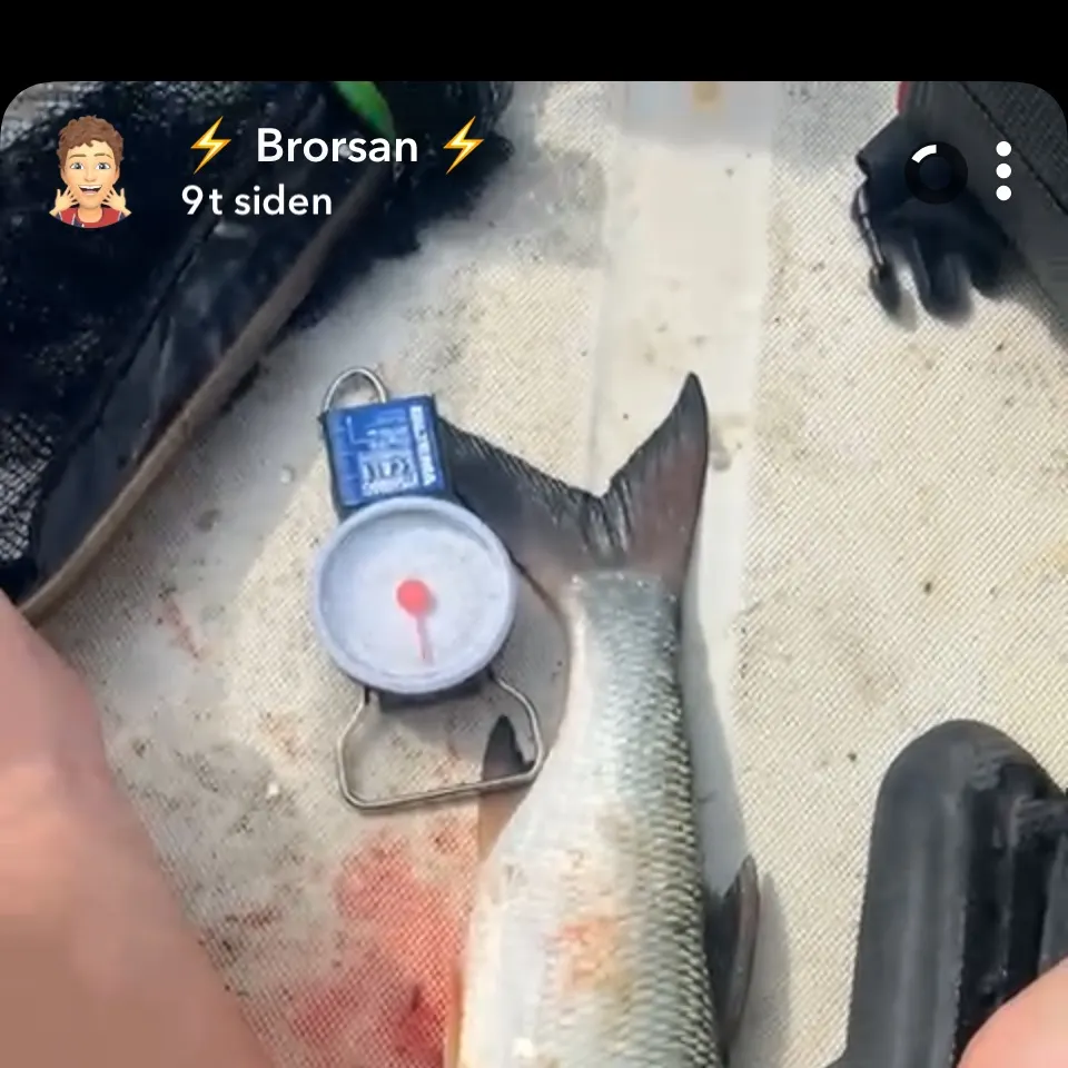 The most recent Ide catches on Fishbrain