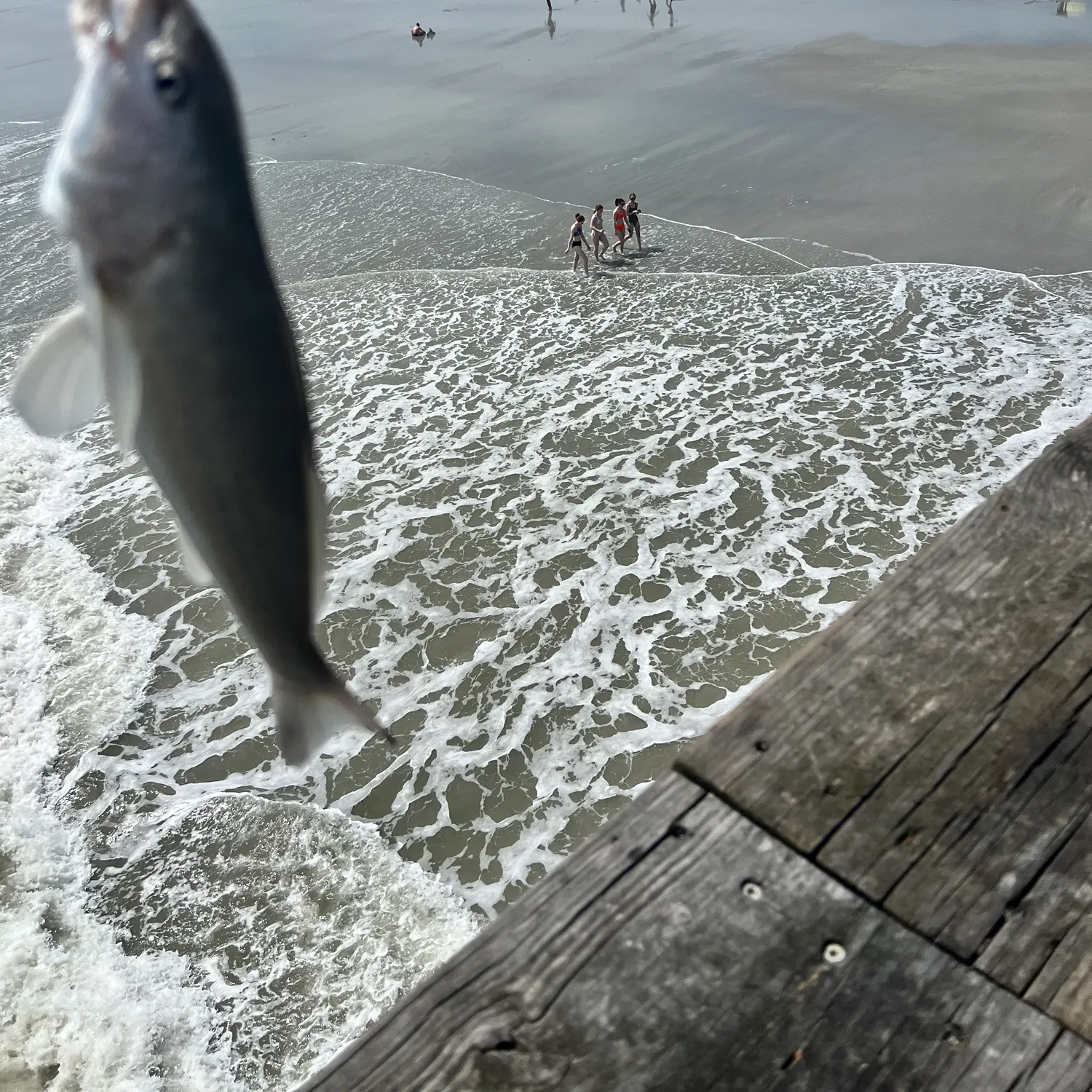 The most recent Southern kingcroaker catches on Fishbrain