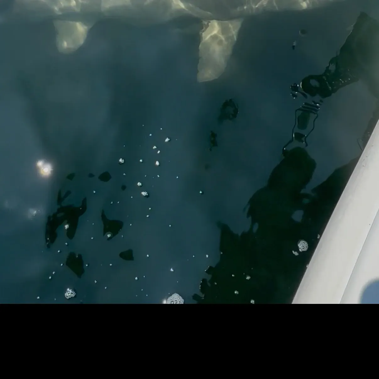 The most recent Sand tiger shark catches on Fishbrain