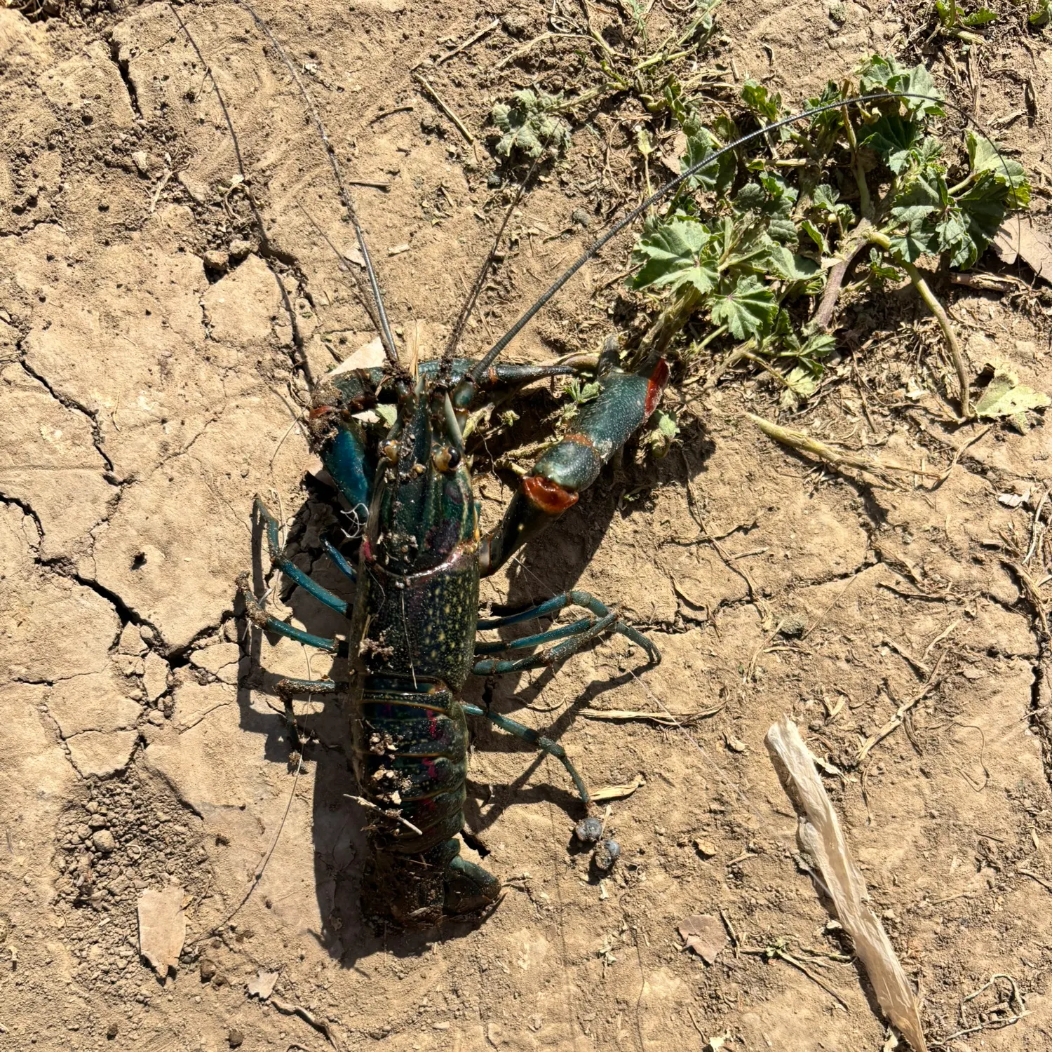 The most recent Red swamp crayfish catches on Fishbrain