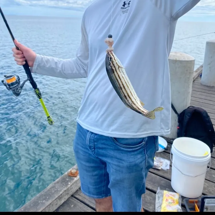 The most recent Western striped grunter catches on Fishbrain