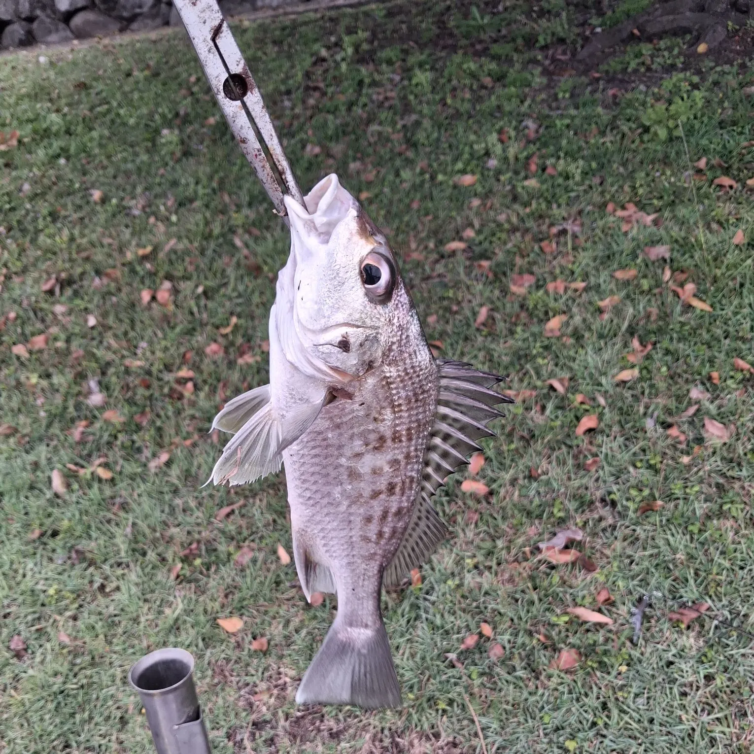 The most recent Javelin grunter catches on Fishbrain