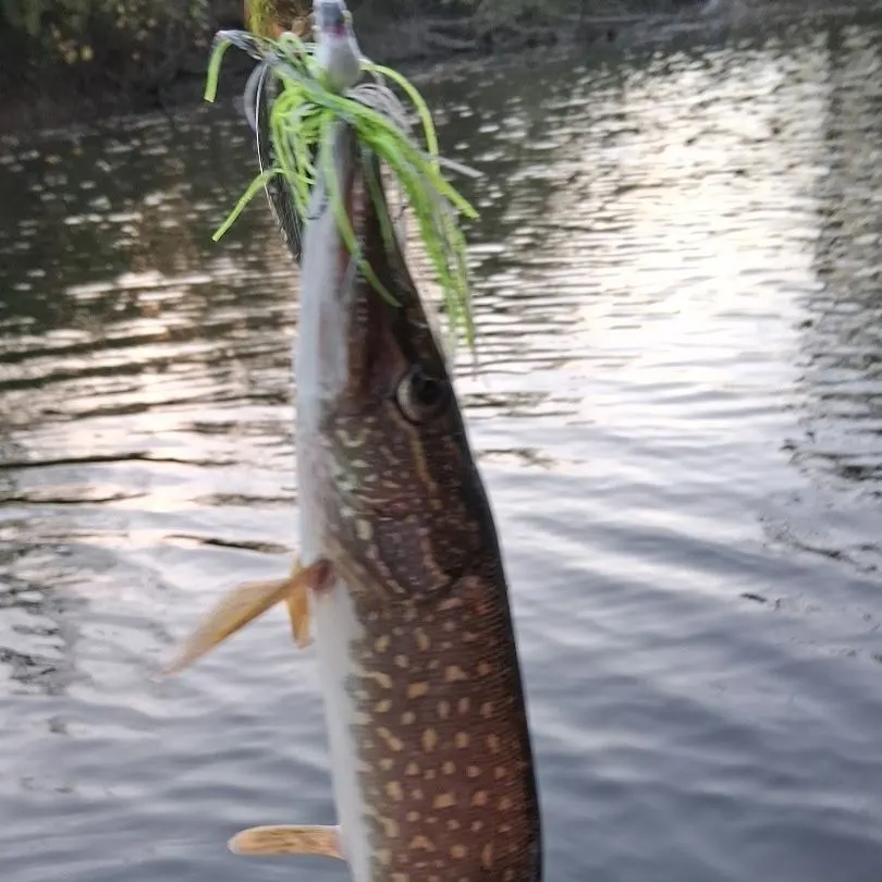 Northern pike caught on Fishbrain