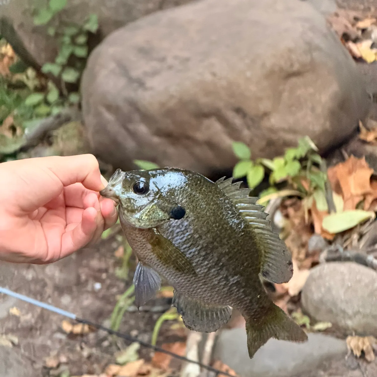 Bluegill caught on Fishbrain