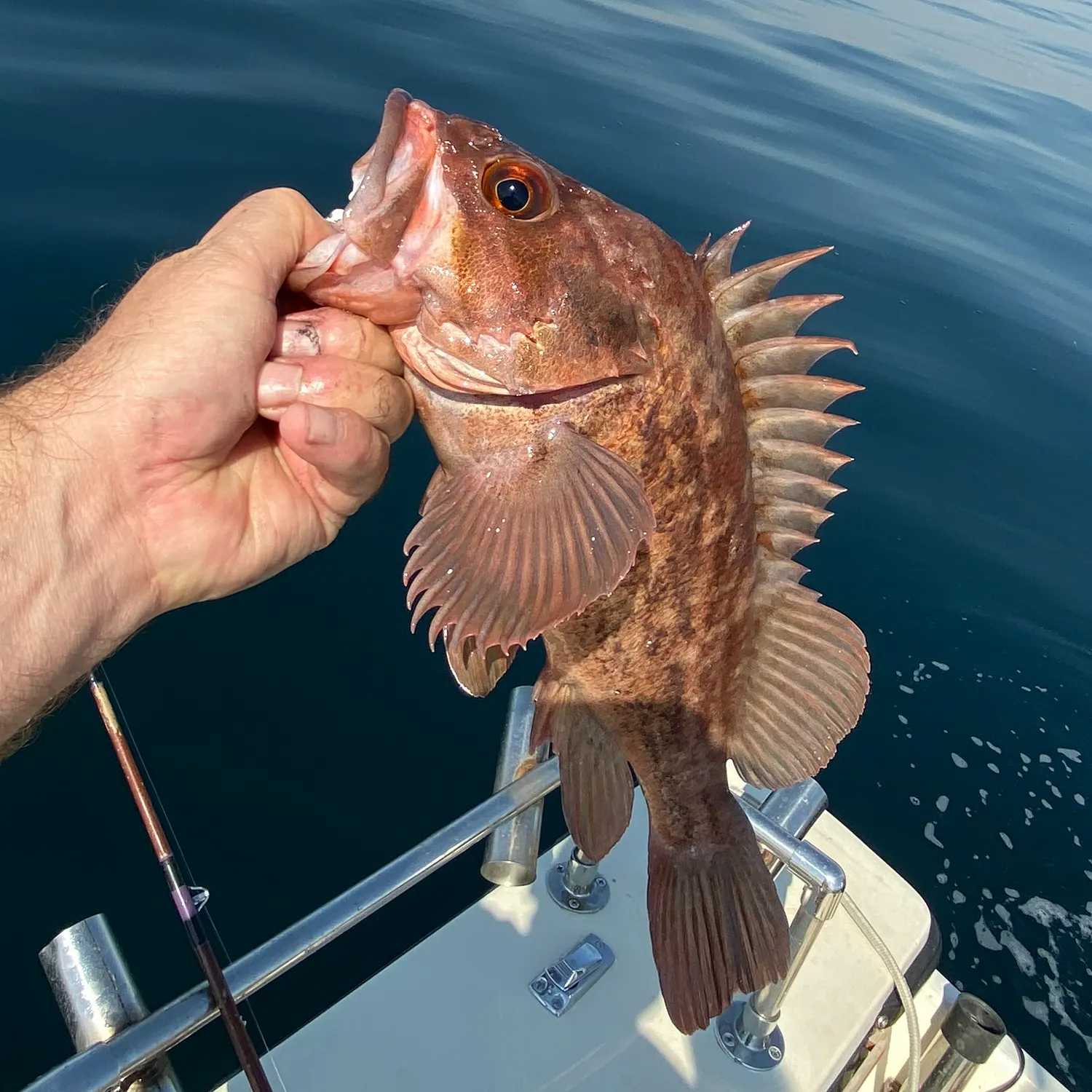 most liked catch image