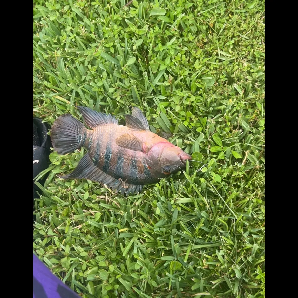 The most recent Redbreast tilapia catches on Fishbrain
