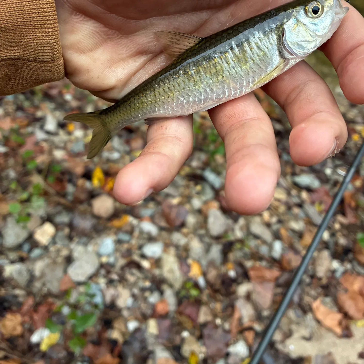Striped shiner caught on Fishbrain