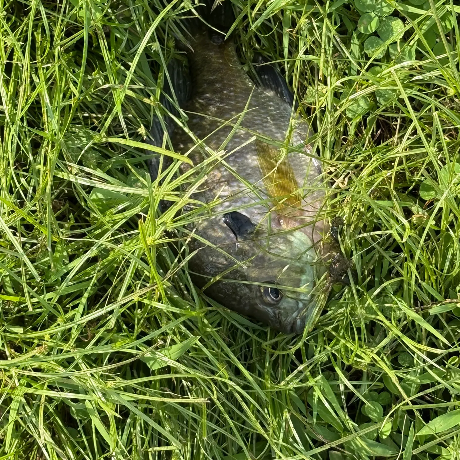 Bluegill caught on Fishbrain