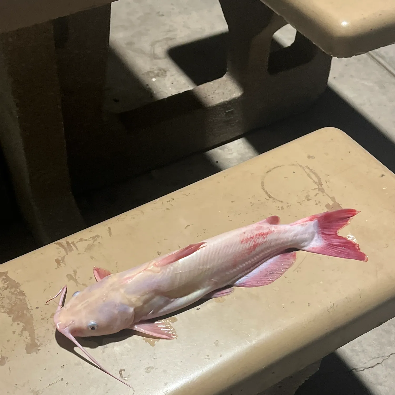 Channel catfish caught on Fishbrain