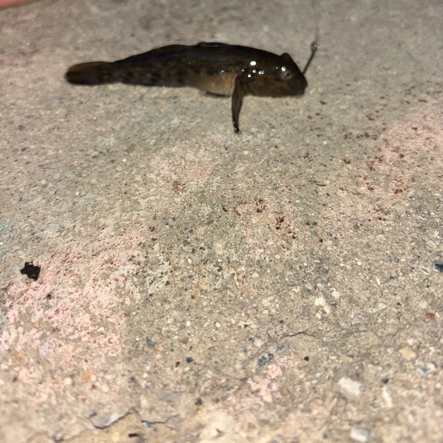Round goby caught on Fishbrain