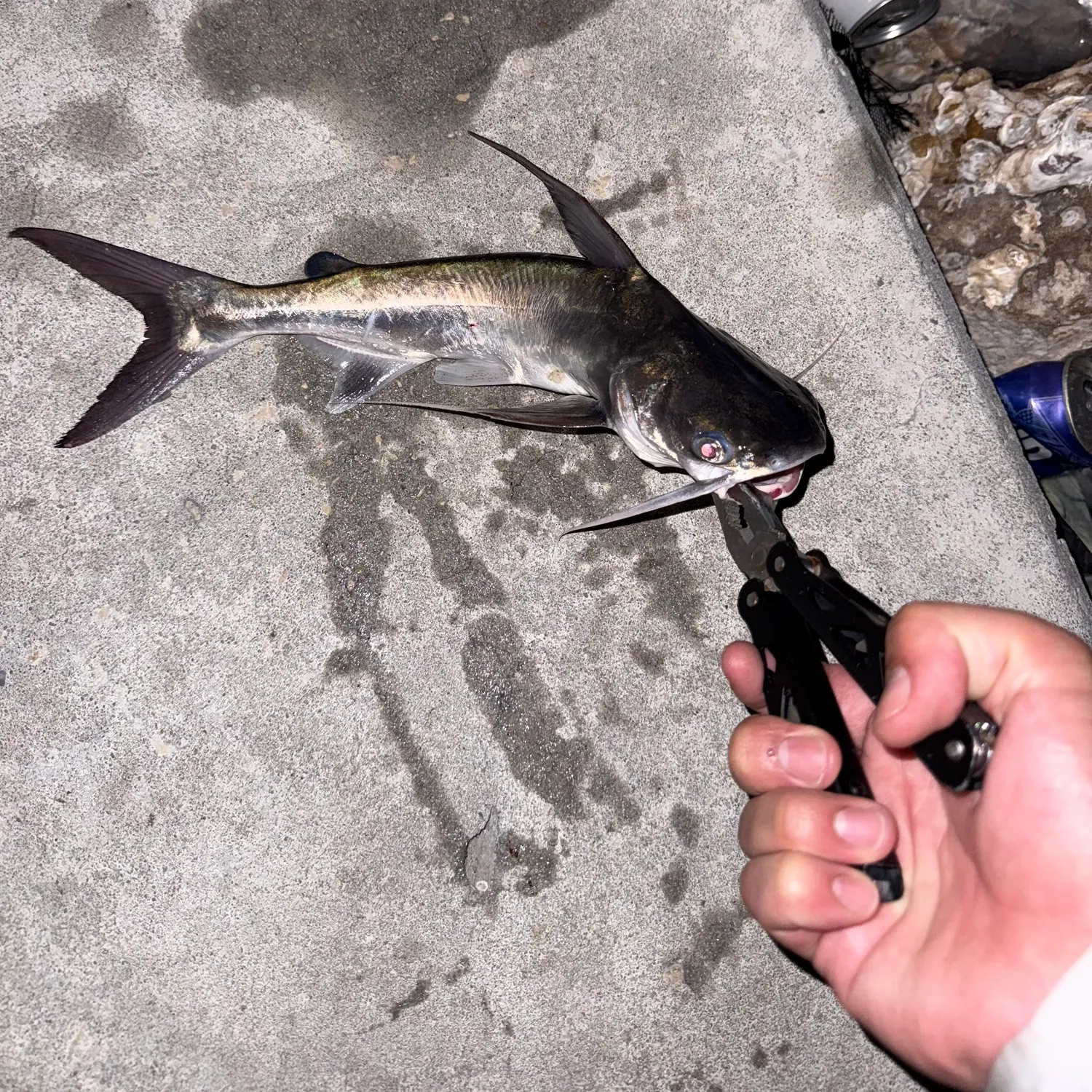 catch