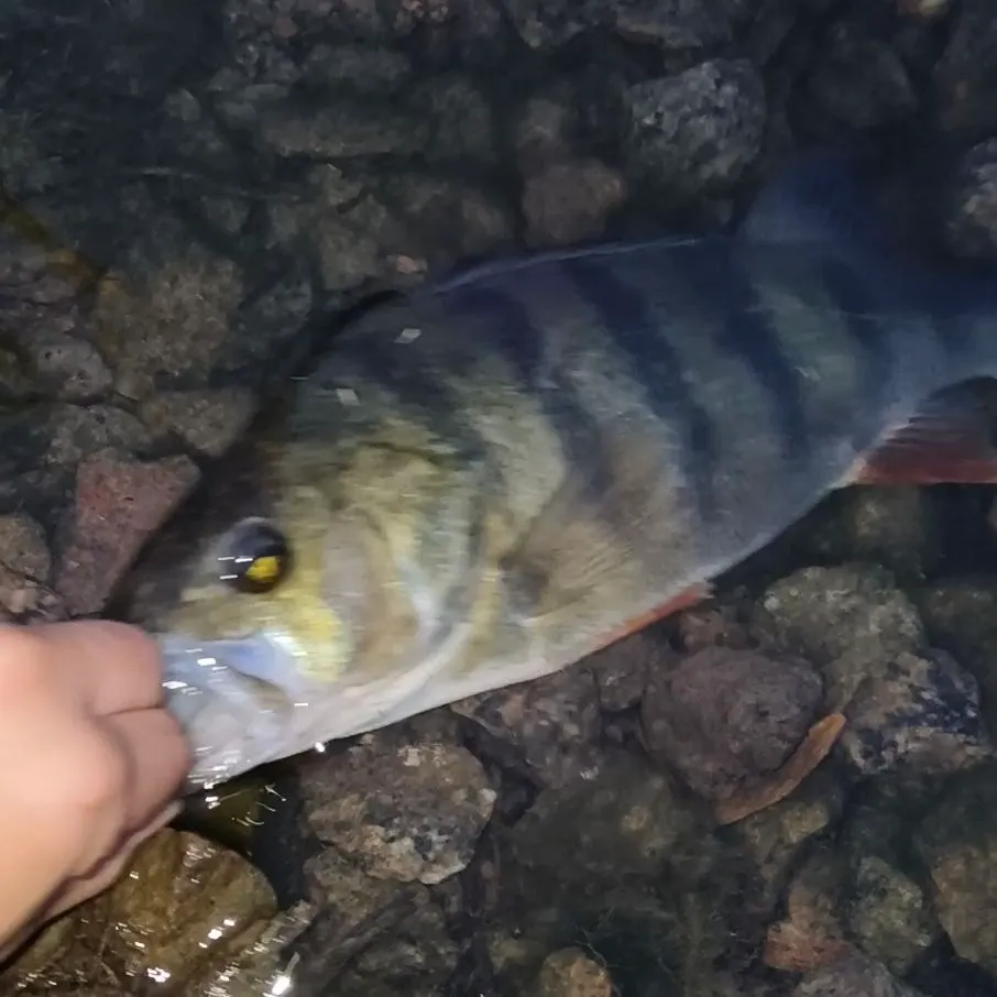 European perch caught on Fishbrain