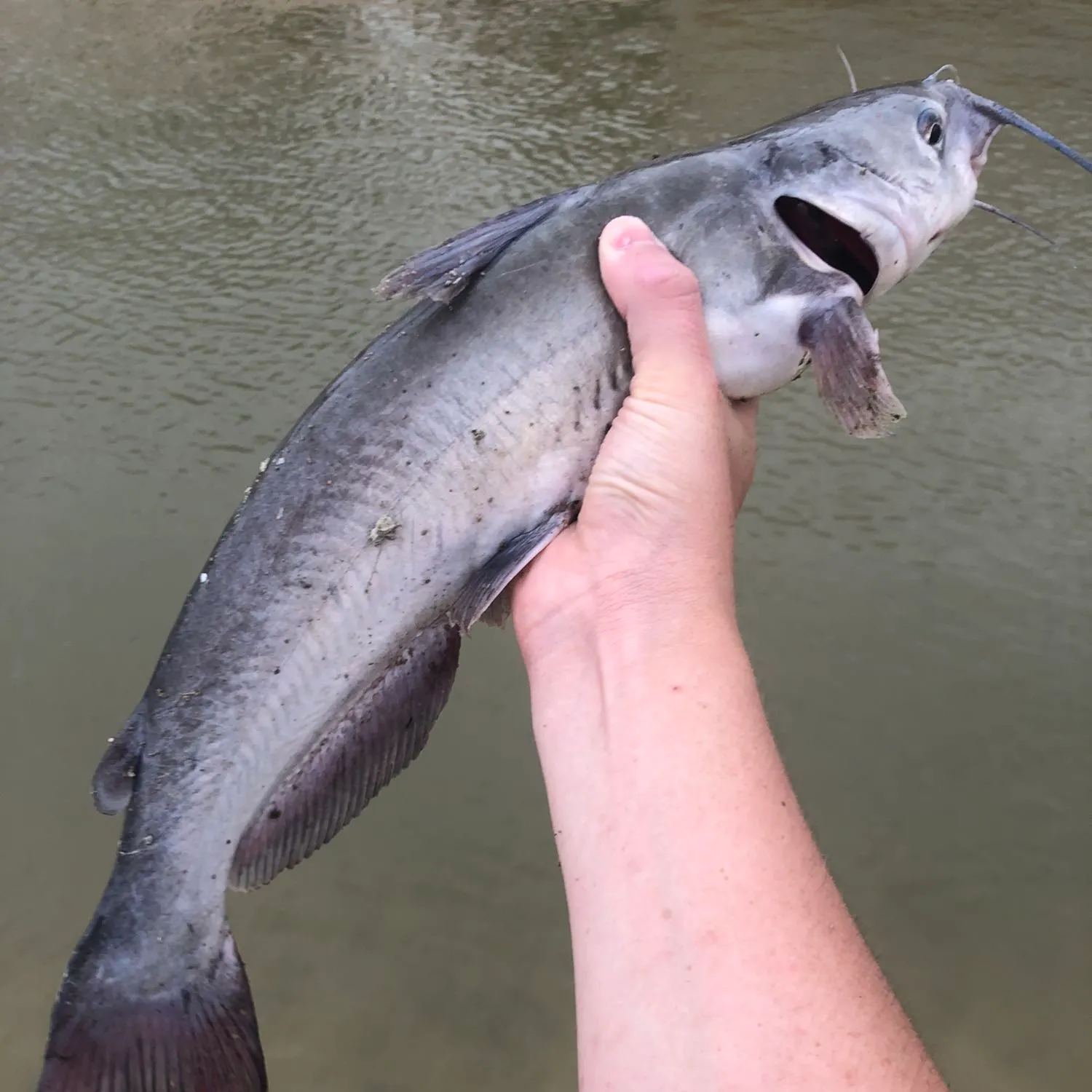 Blue catfish caught on Fishbrain