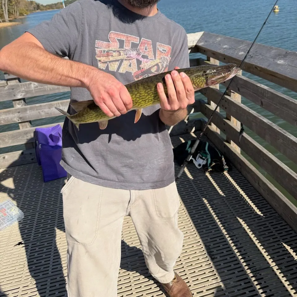 Chain pickerel caught on Fishbrain