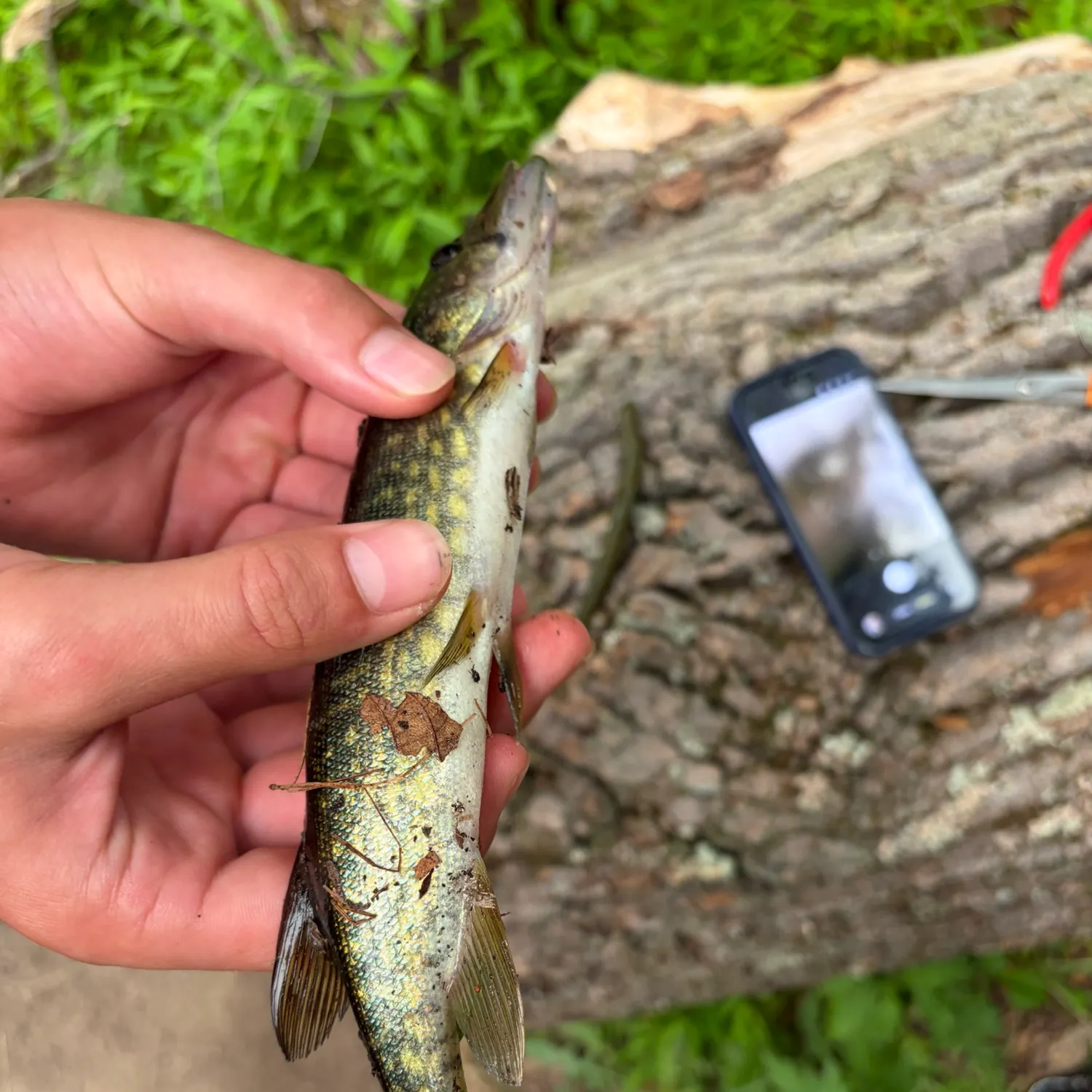 catch