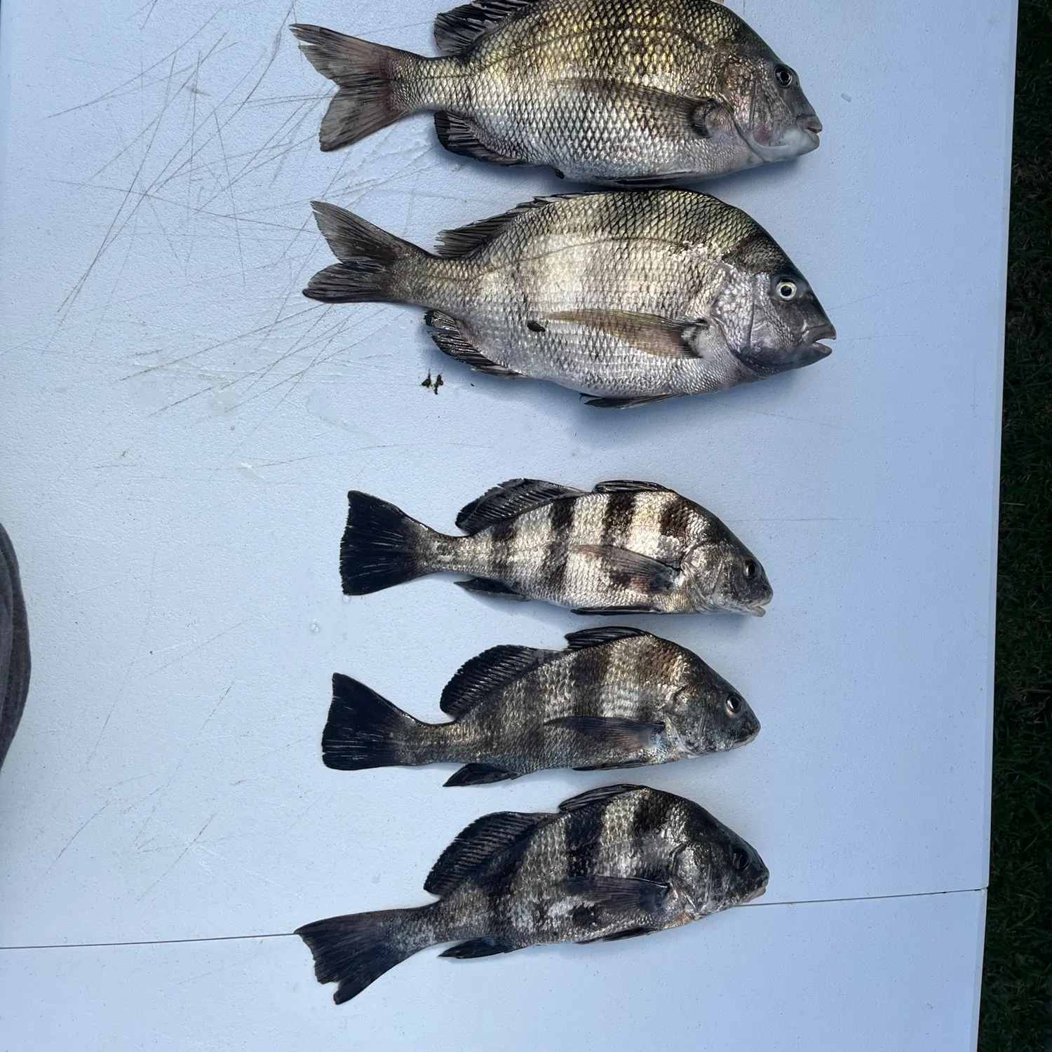 Fish caught on Fishbrain