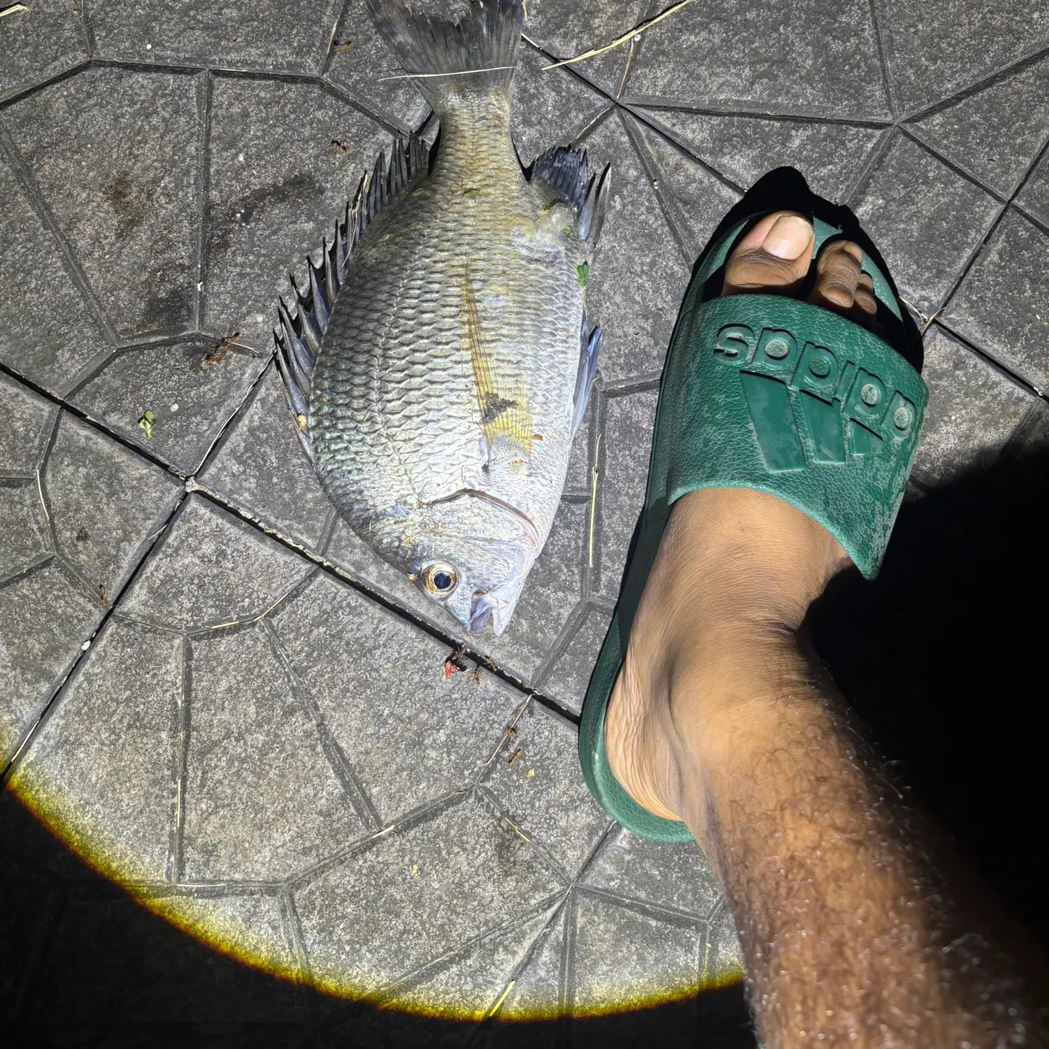 Picnic seabream caught on Fishbrain