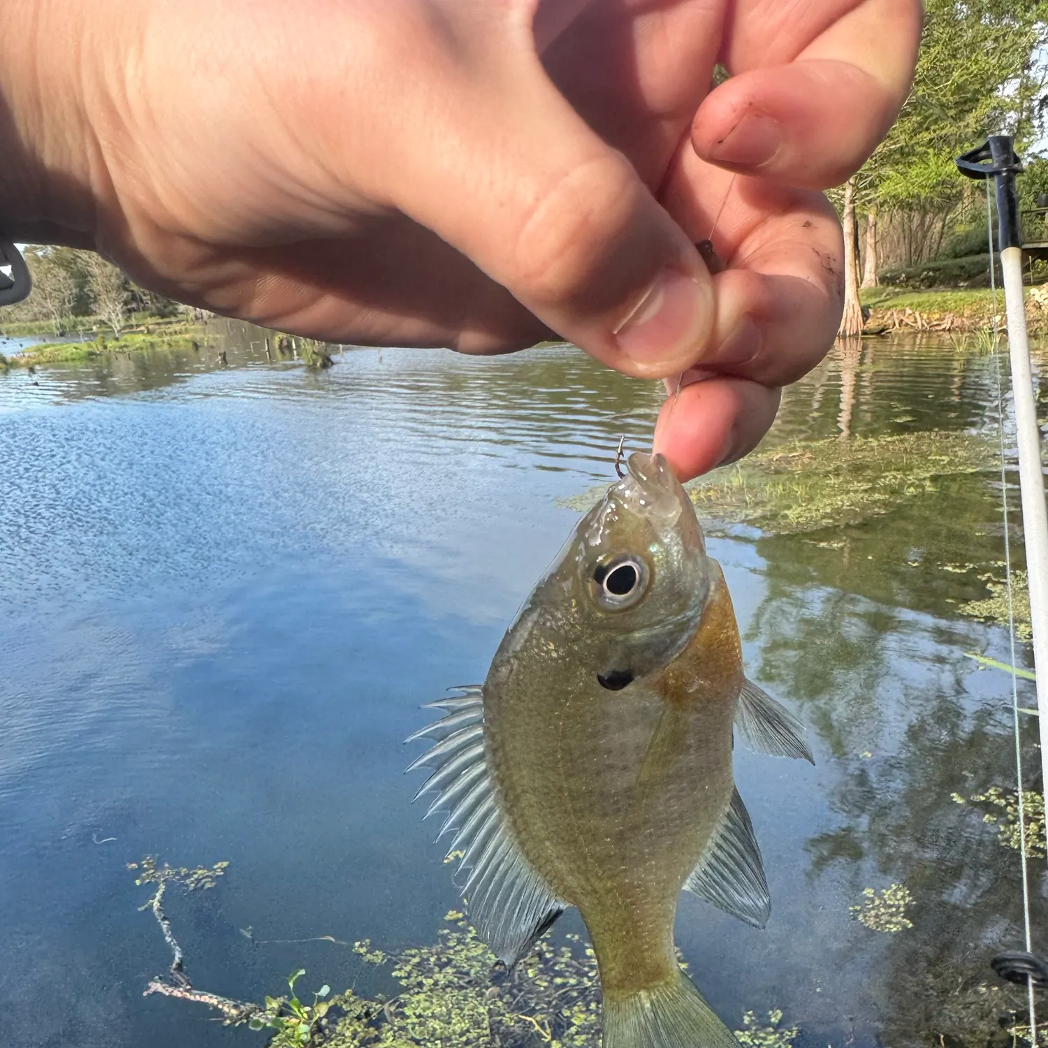 Bluegill caught on Fishbrain