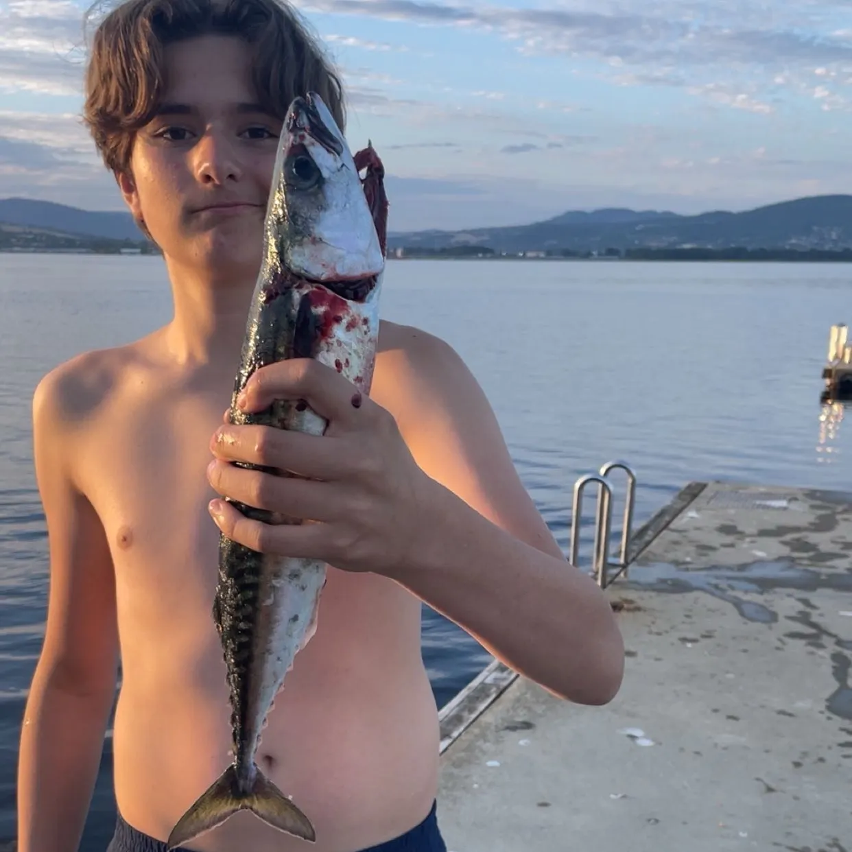Atlantic mackerel caught on Fishbrain
