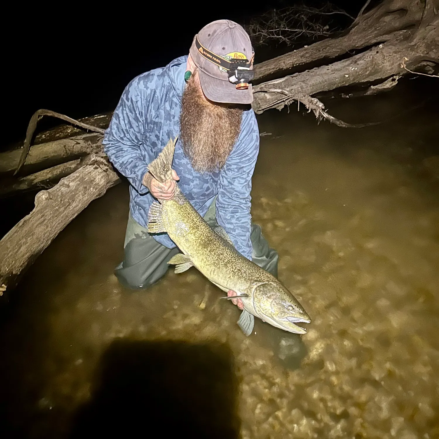 Chinook salmon caught on Fishbrain
