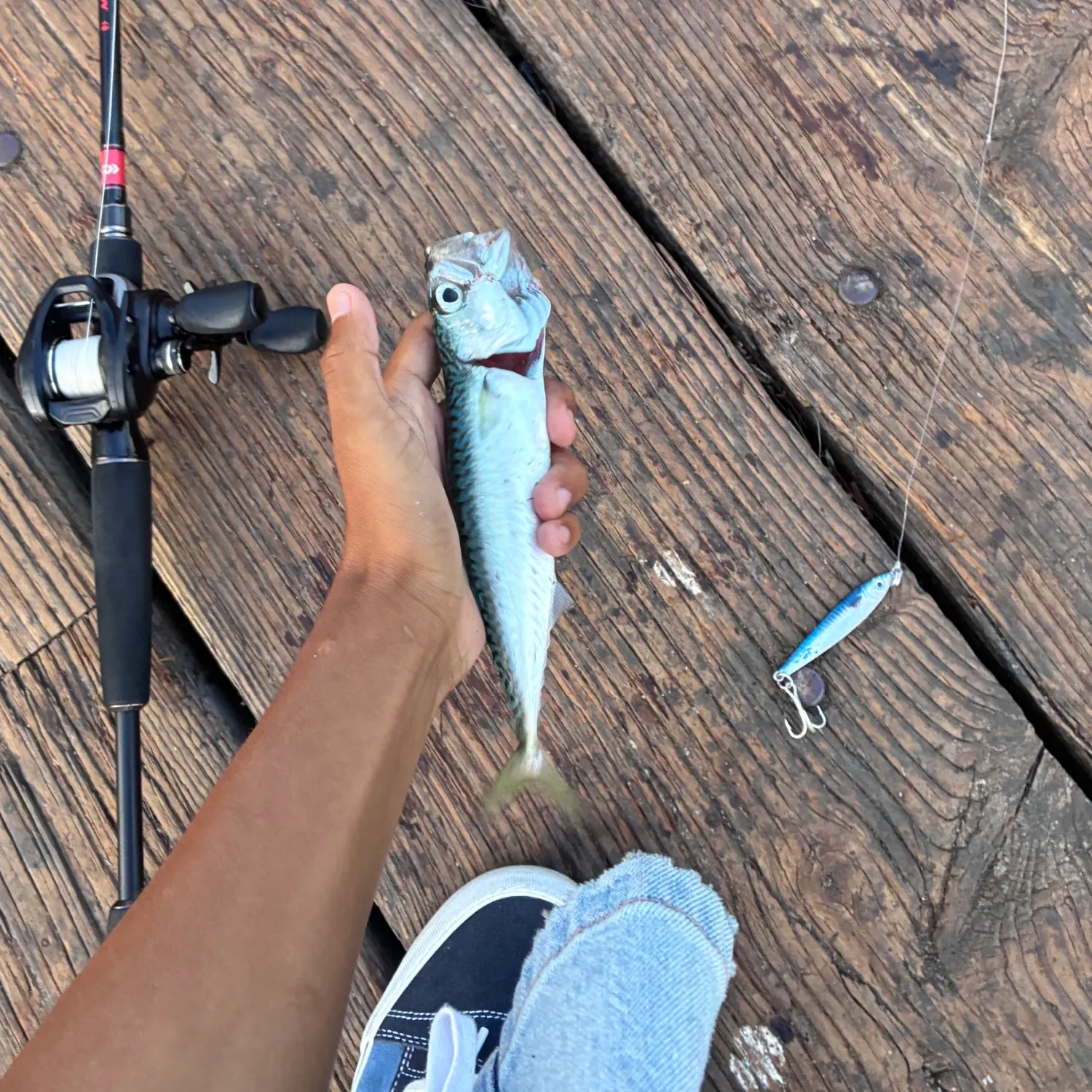 The most recent Pacific chub mackerel catches on Fishbrain