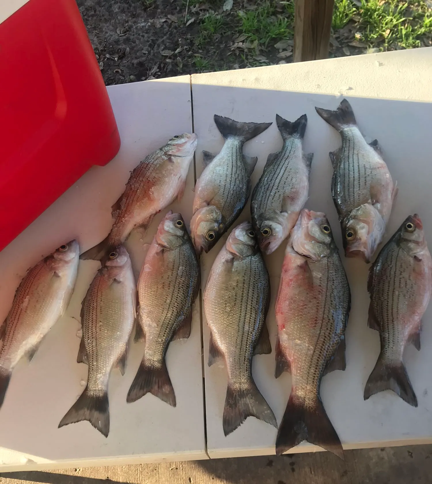 recently logged catches